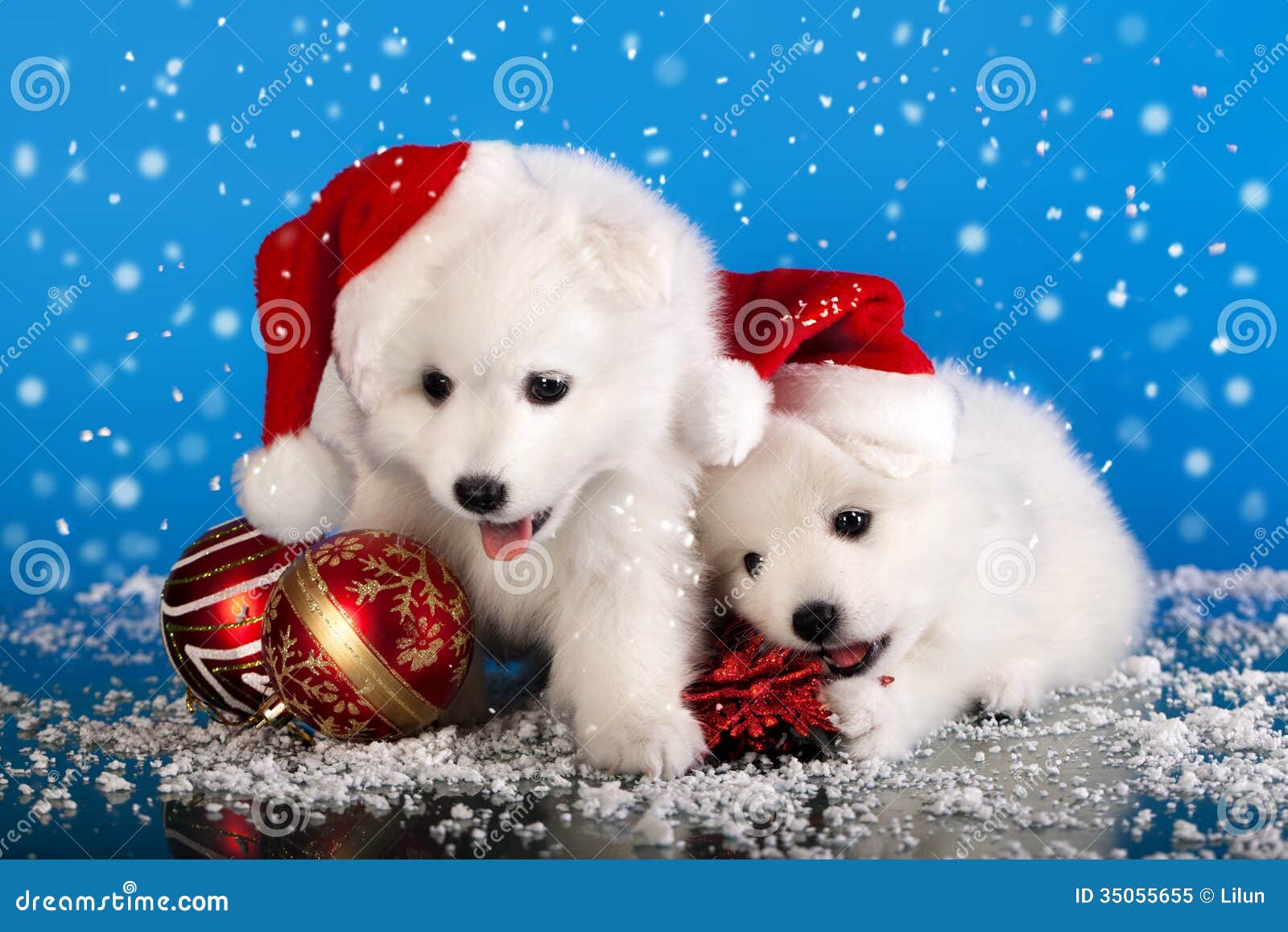 Perro De Pomerania De Los Perritos De La Navidad Imagen de