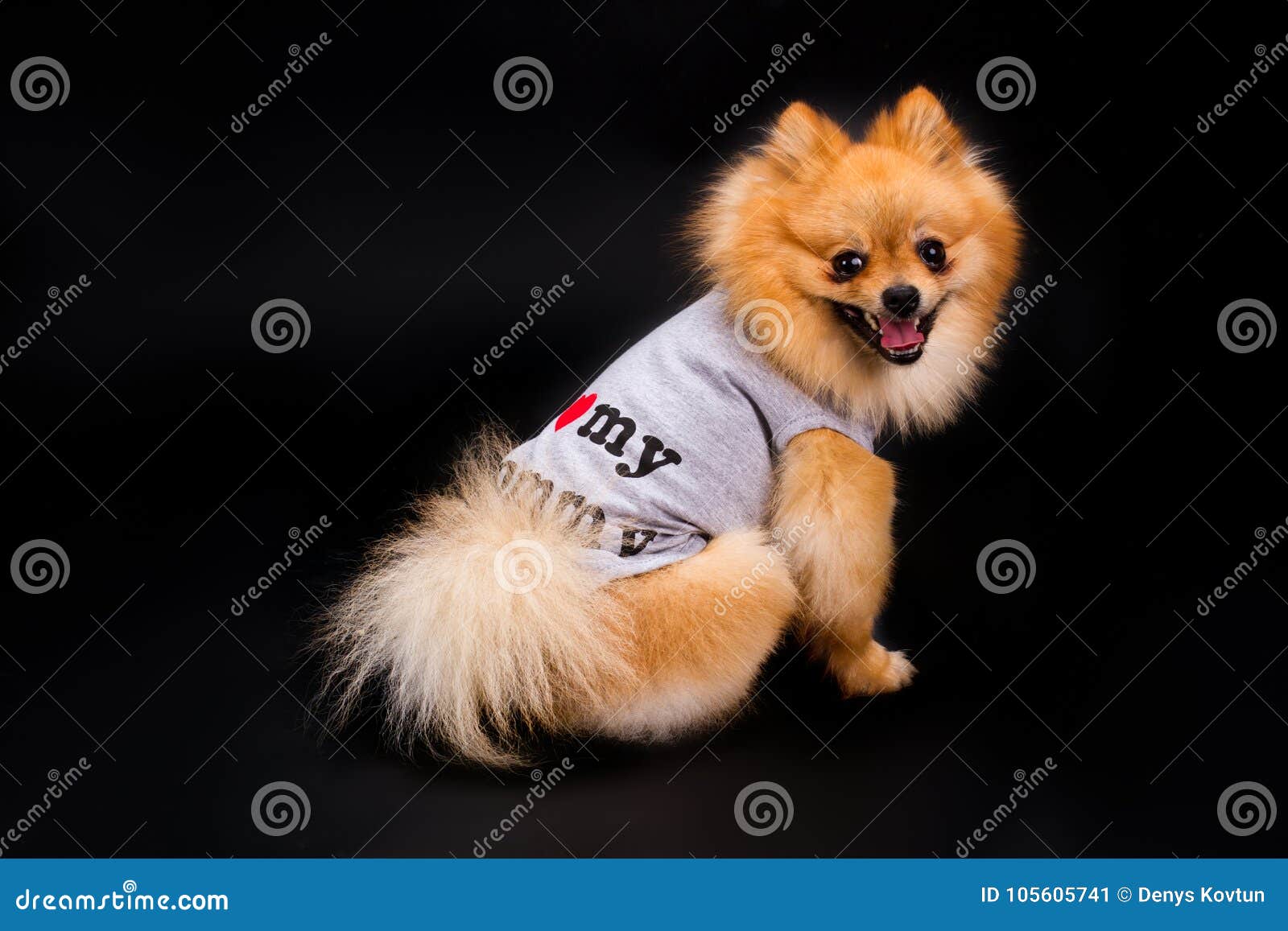 Perro De Pomerania Pomeranian Feliz En Ropa Imagen de - Imagen de poco, ropas: 105605741