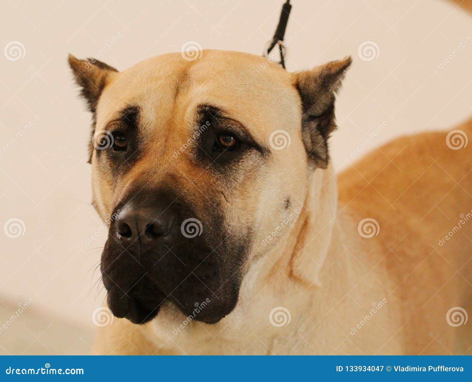Dog Show Perro De Presa Canario Portrait Stock Image Image Of Beautiful Mammal 133934047