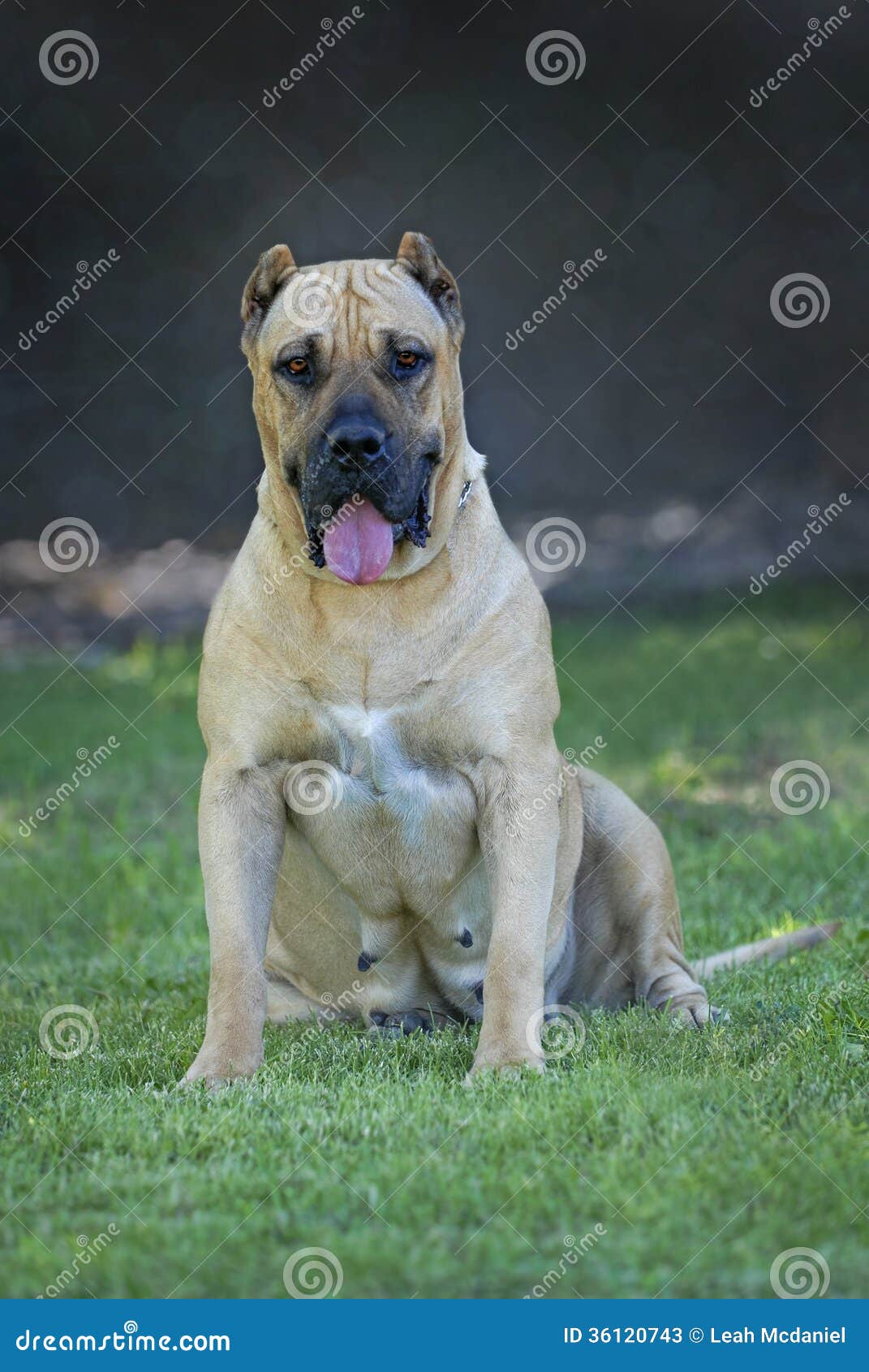 perro de presa canario