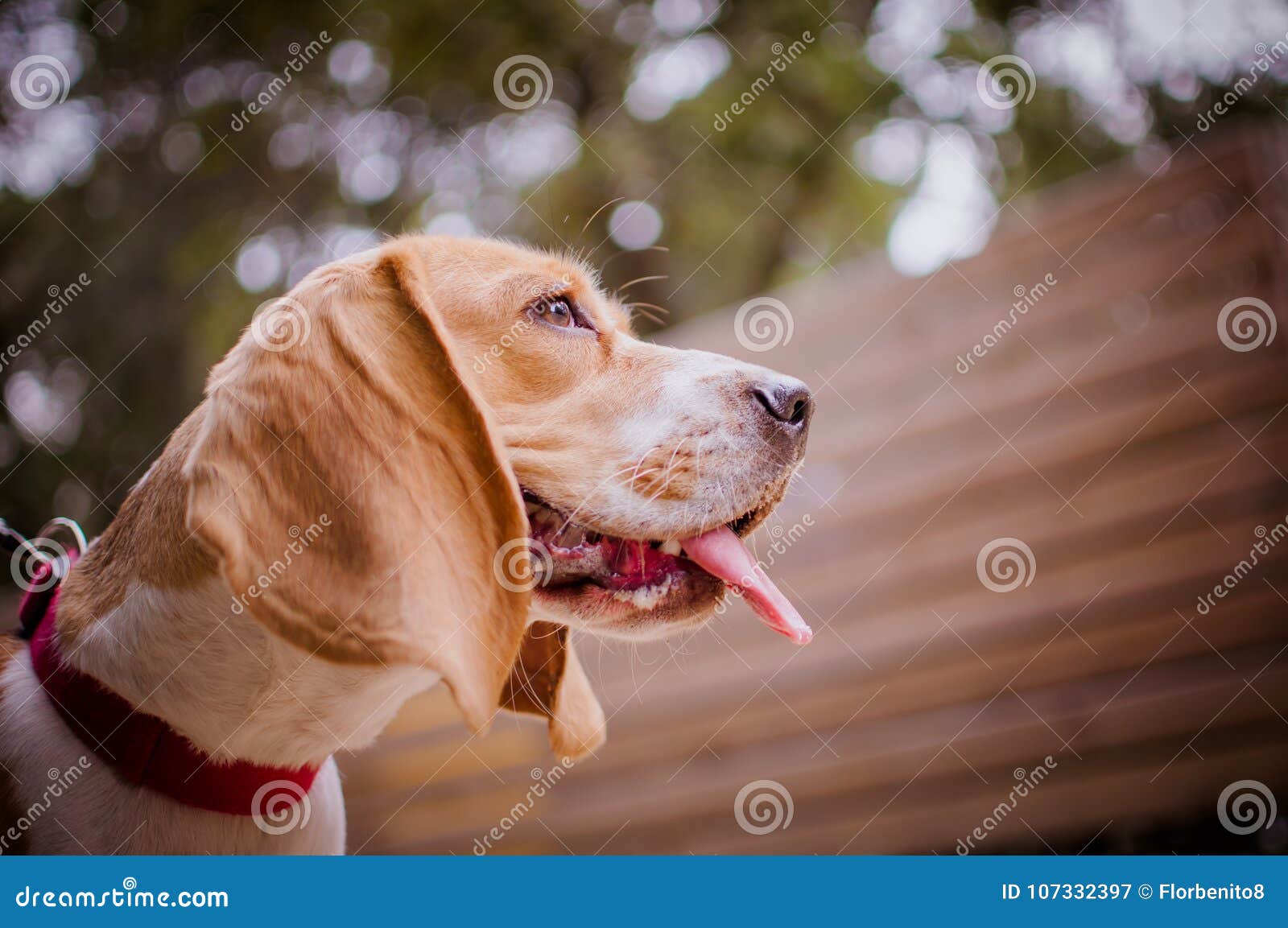 perro de raza beagle sacando la lengua