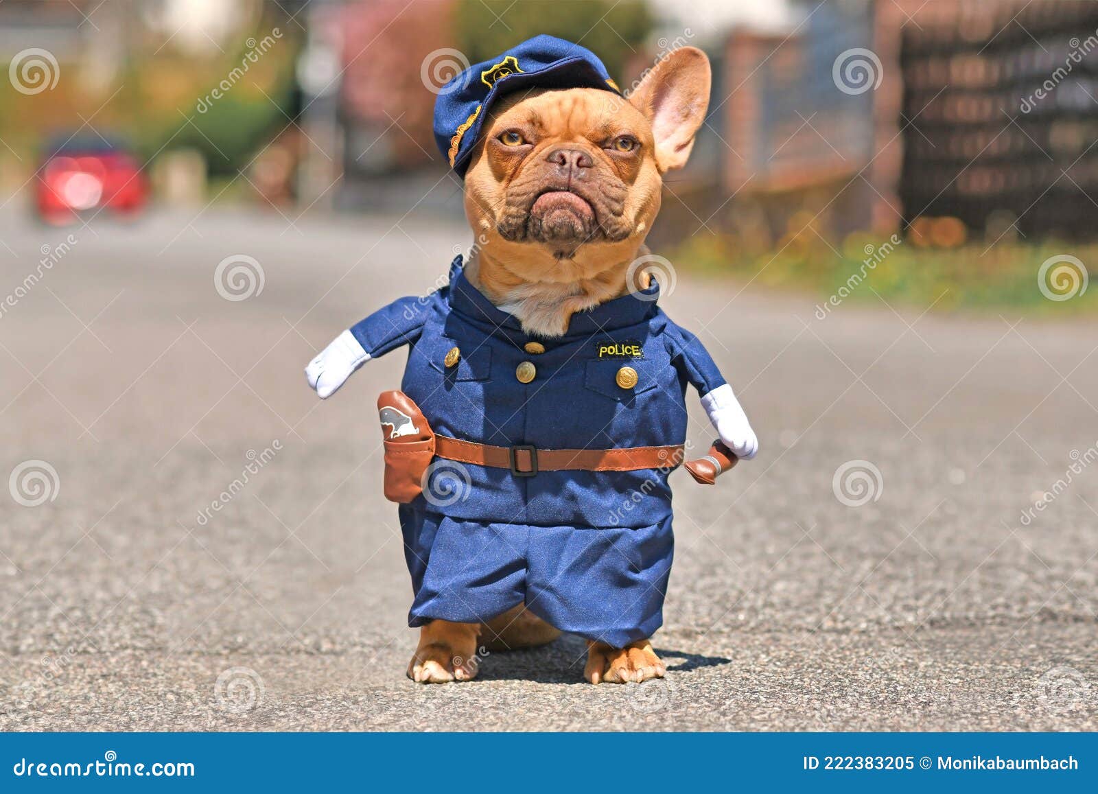 Lujoso Elegancia Ordenado Perro De Toros Rojo Francés Vestido Con Uniforme De Oficial De Policía  Gracioso Con Brazos Falsos Imagen de archivo - Imagen de guarda, humanice:  222383205