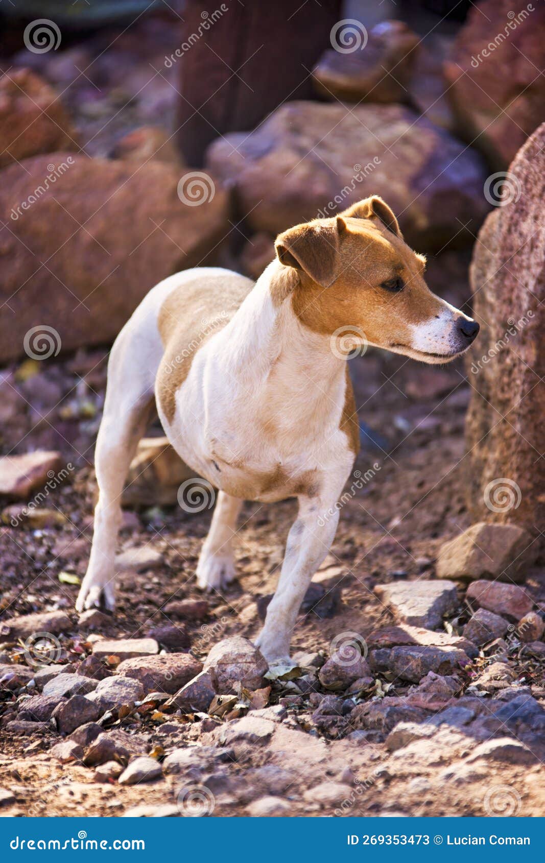 Perro De Tres Piernas En Un Refugio Imagen de archivo - Imagen de cure