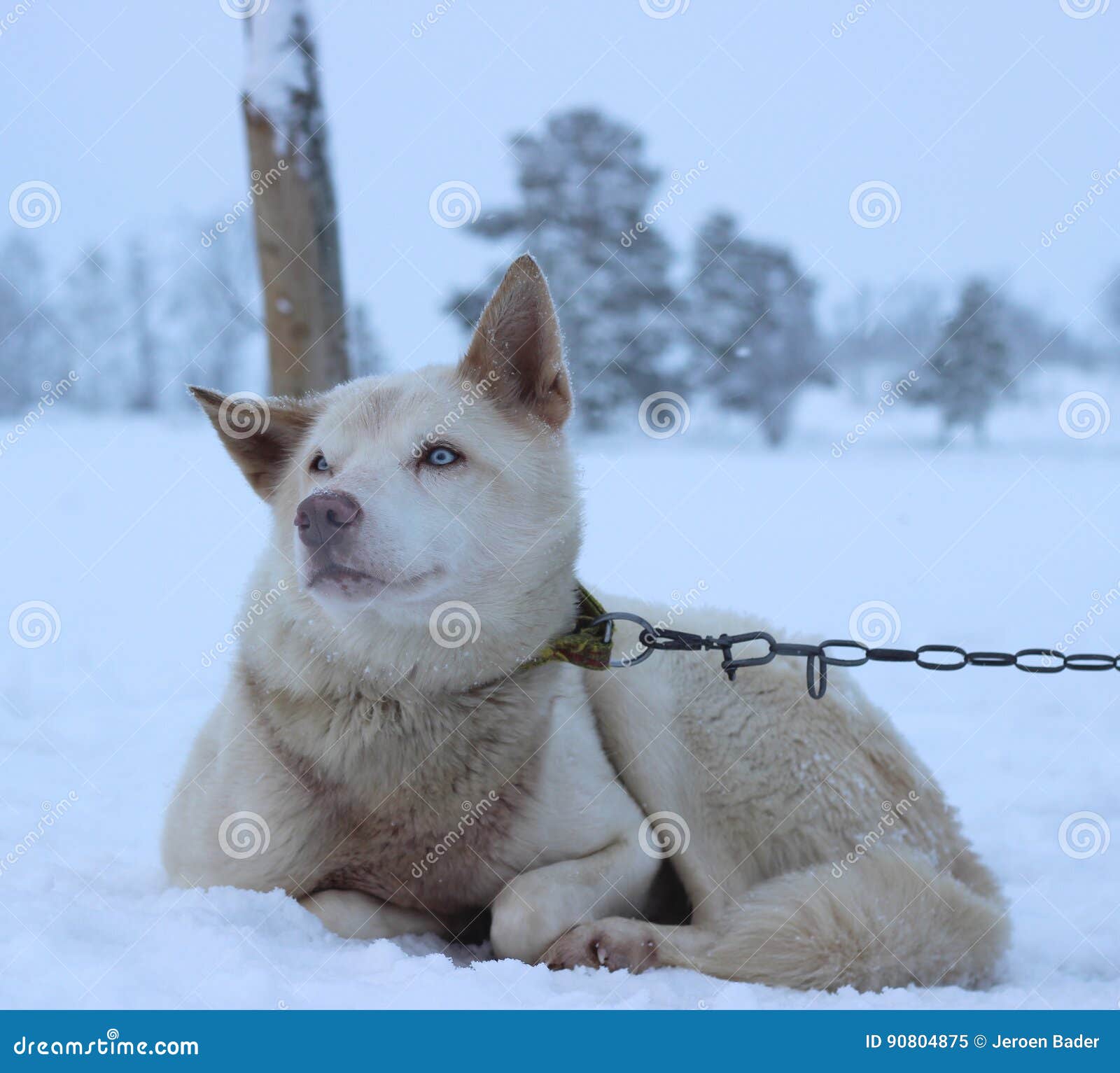 Perro de trineo fornido de Alaska. Perro de Alaska de Husky Sled listo para correr en el país de las maravillas del invierno