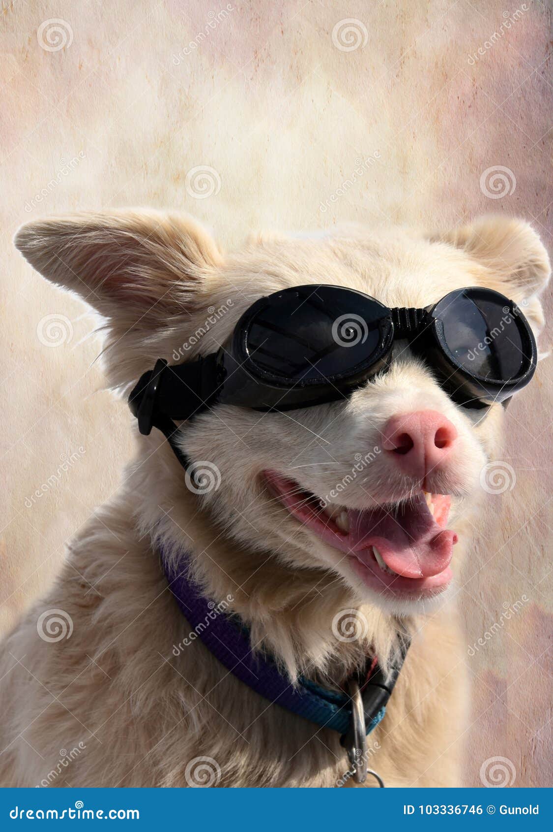 Perro Del Albino Con Las Gafas De Sol Foto de archivo - de mestizo, cubierta: 103336746