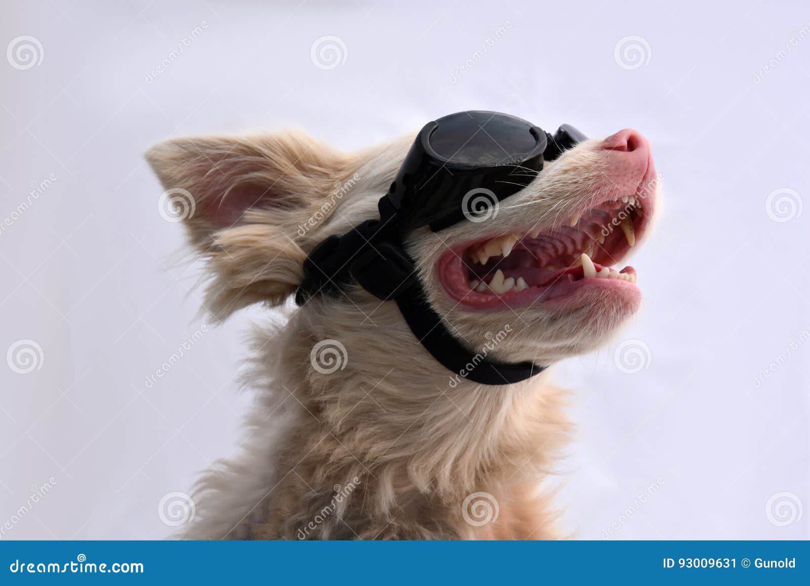 Albino Con Las Gafas De Sol Imagen de archivo - Imagen de mascota: