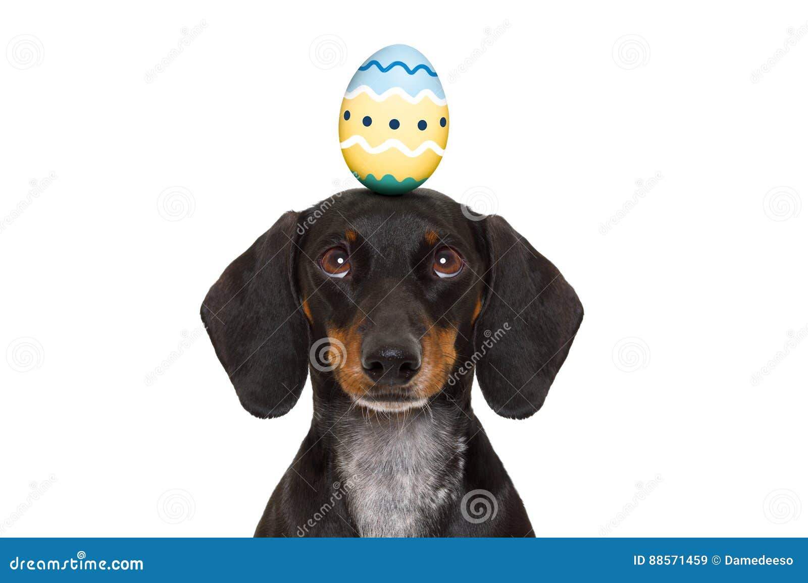 huevo cabeza perro