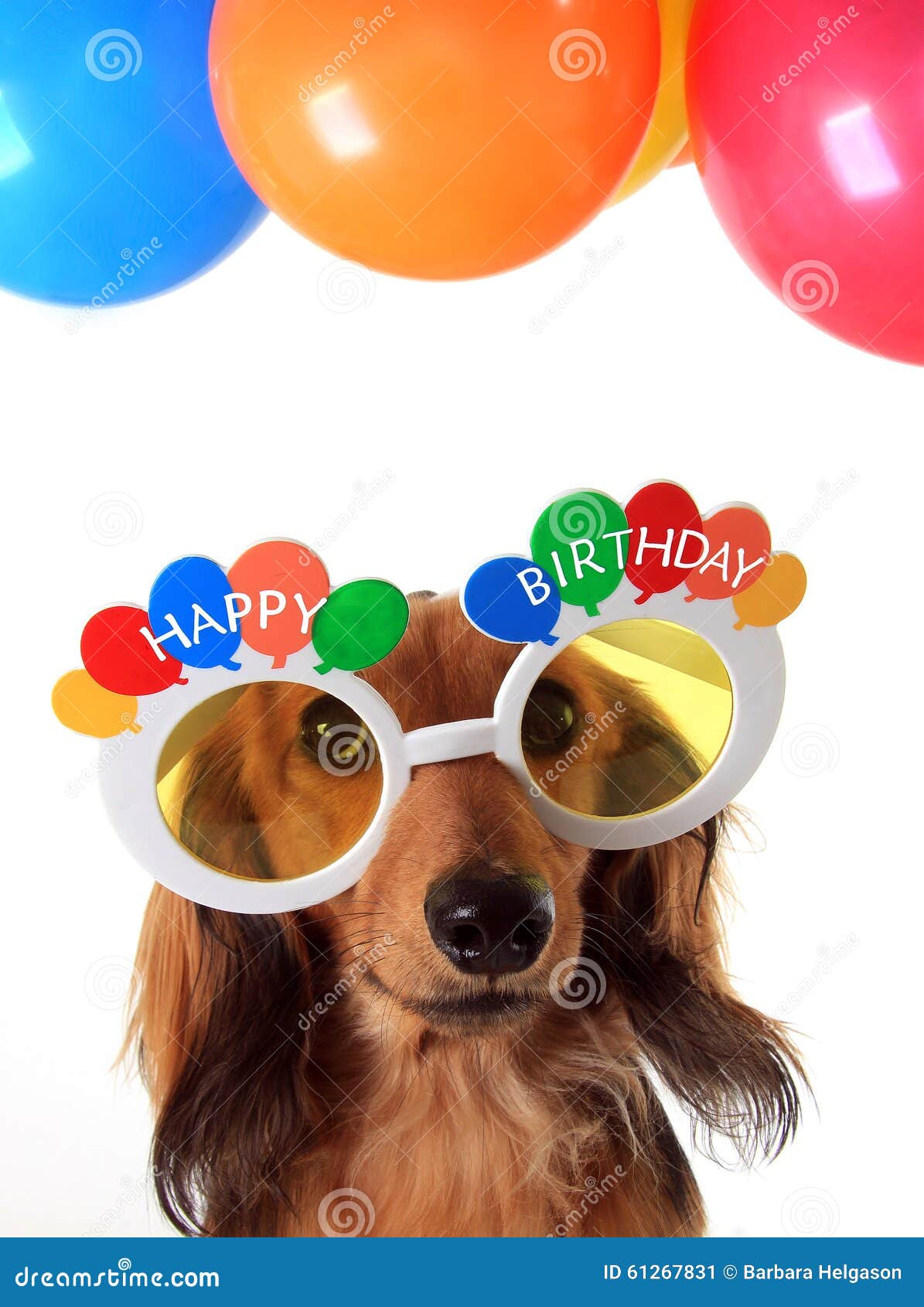 Feliz Cumpleaños, perro imagen de archivo. Imagen de traje - 61267831, image size:1195x1690