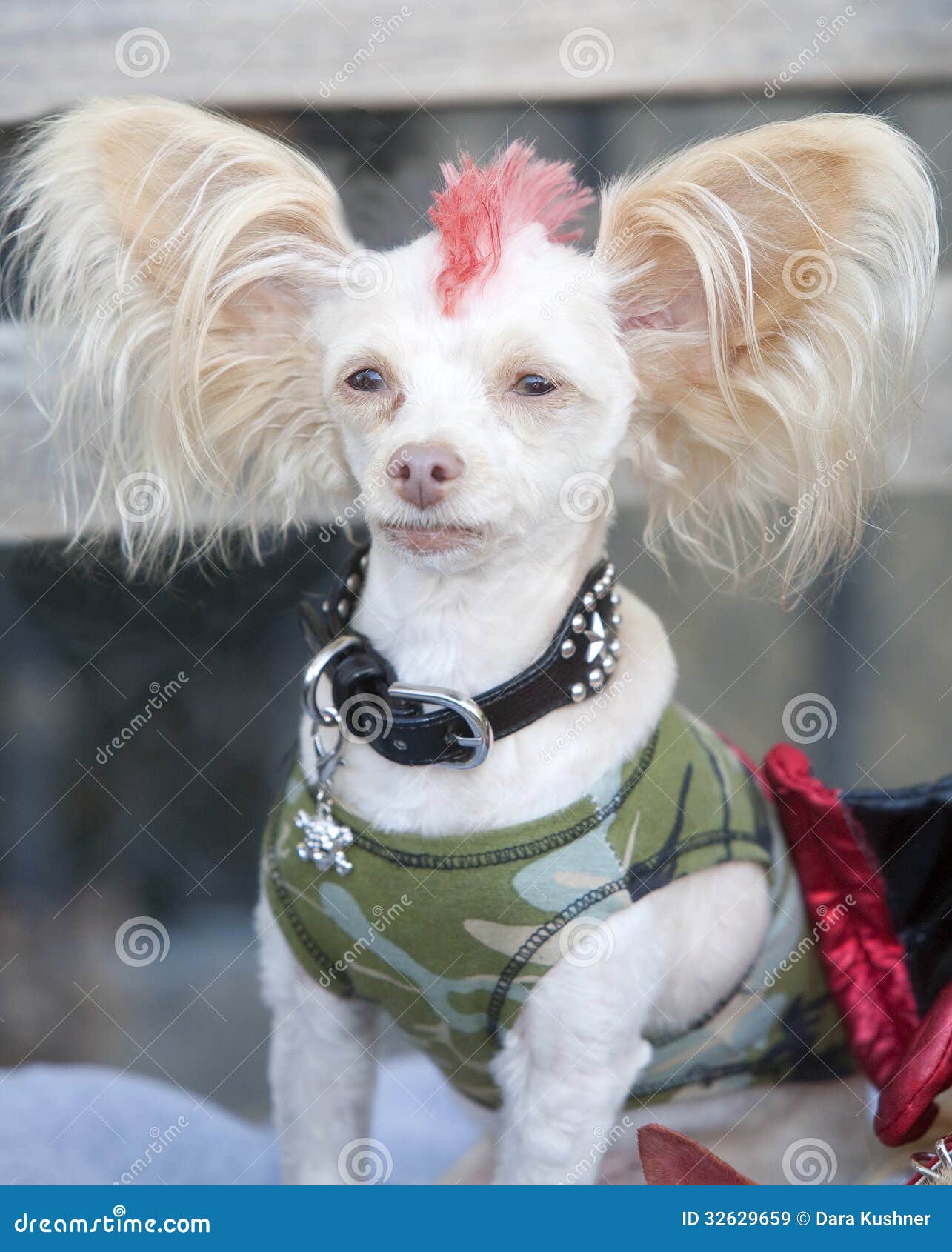 Perro del Mohawk imagen de archivo. Imagen de chihuahua 32629659