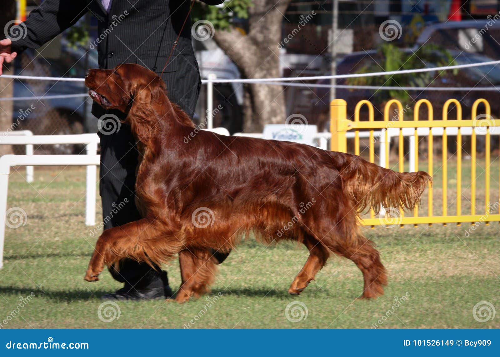 Brillo de lujo para Setter Irlandés con Artero, image size:1600x1143