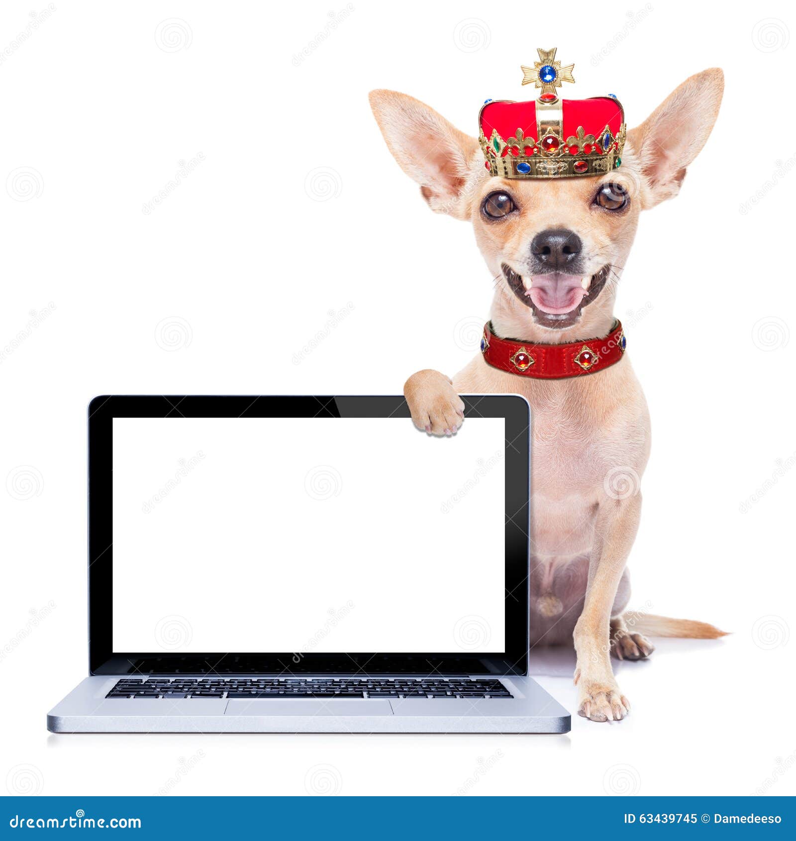 perro-del-rey-de-la-corona-63439745.jpg