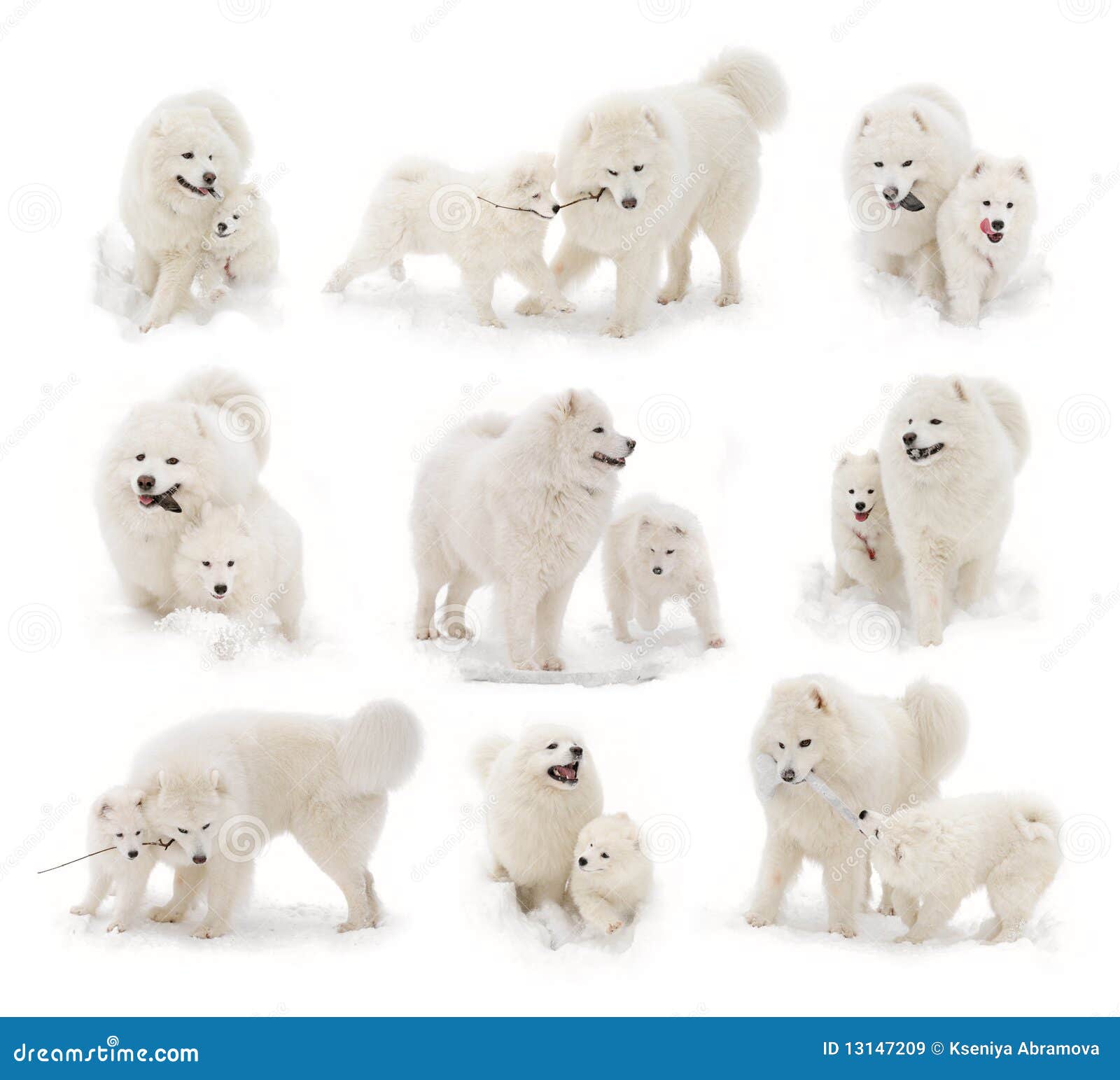 Perro Samoyedo Y Cachorro Samoyedo Imagen de archivo - Imagen de esquimal,  invierno: 13147209, image size:1600x1543