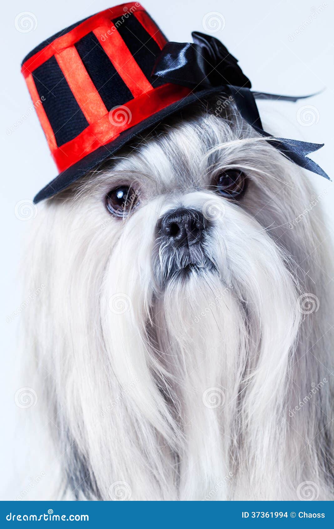 Perro del tzu de Shih en sombrero. Perro del tzu de Shih en retrato del sombrero.