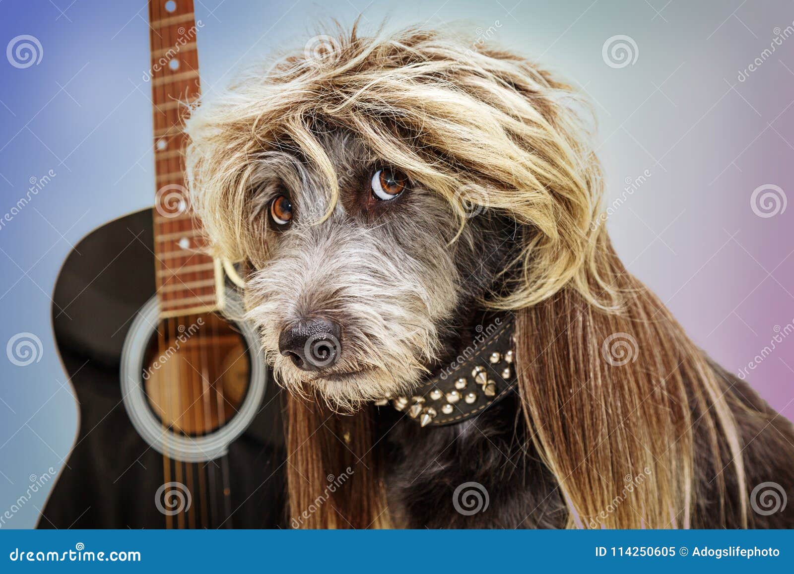 Perro Divertido De La Estrella De Punk Rock Imagen de archivo - Imagen de  peinado, aterrador: 114250605