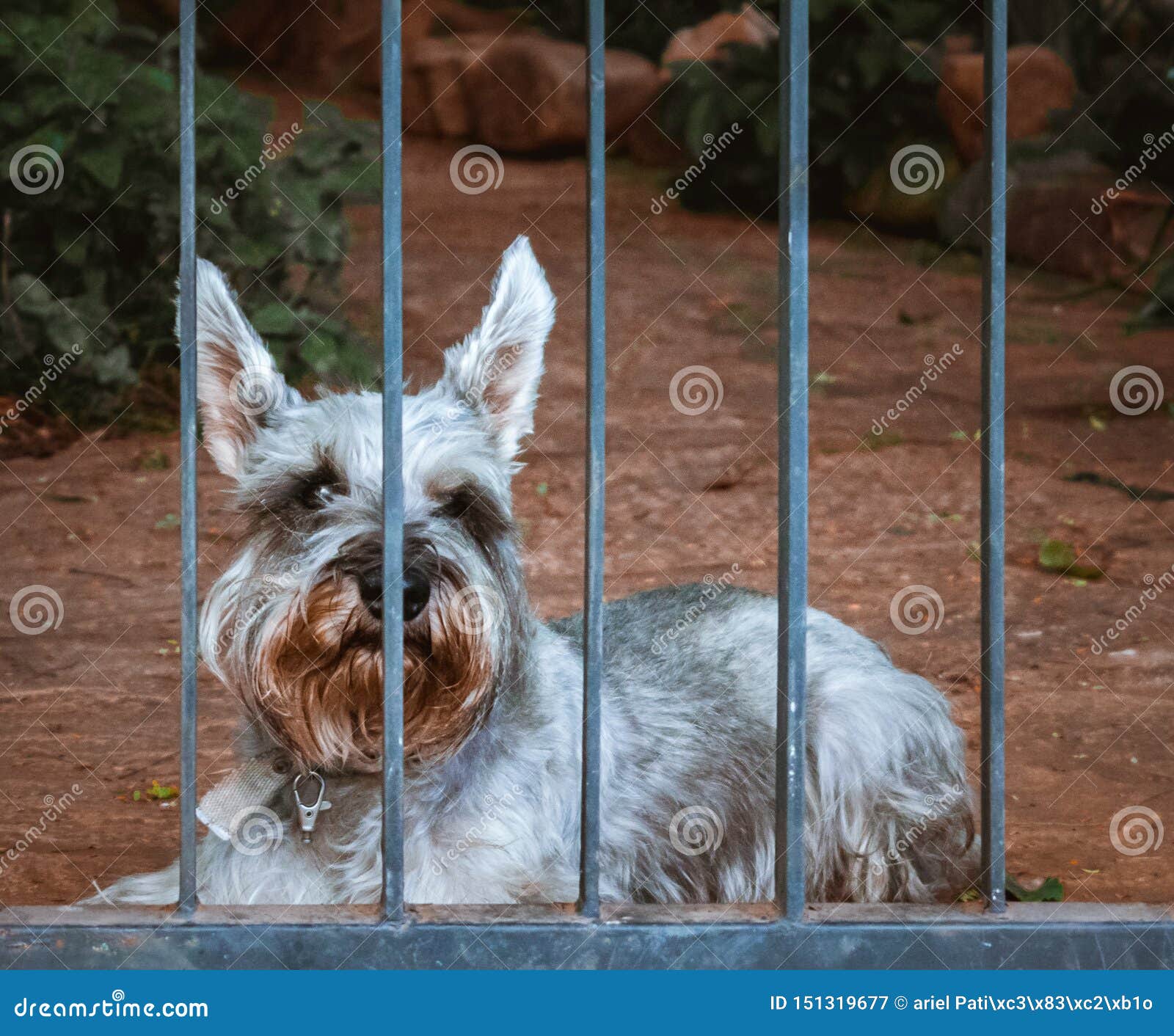 perro, dog, mascota.