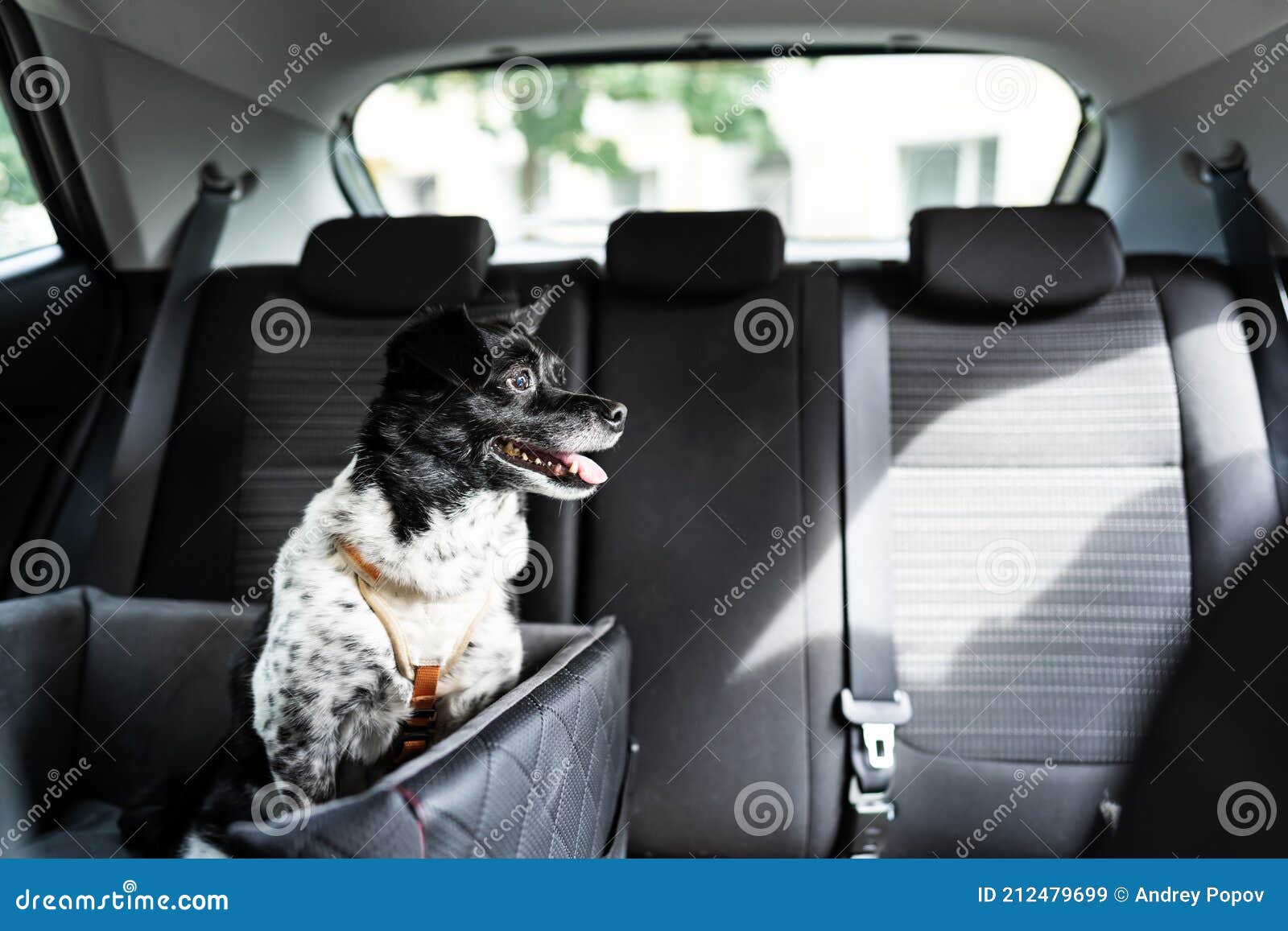 Perro En Asiento De Coche Con Cinturón De Seguridad Imagen de archivo -  Imagen de perro, adentro: 212479699