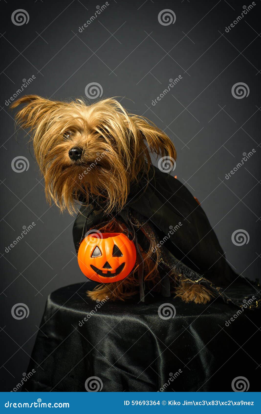 Minimizar actividad creer Perro En El Disfraz Para Halloween Foto de archivo - Imagen de muerto,  diablo: 59693364
