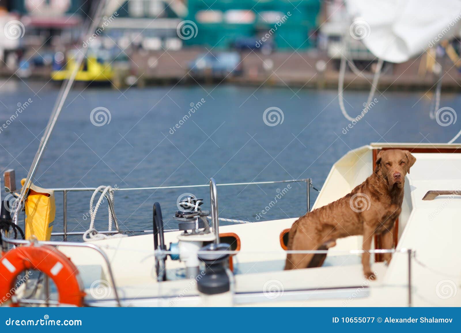 Perro en el yate imagen de archivo. Imagen de foto, equipo 10655077
