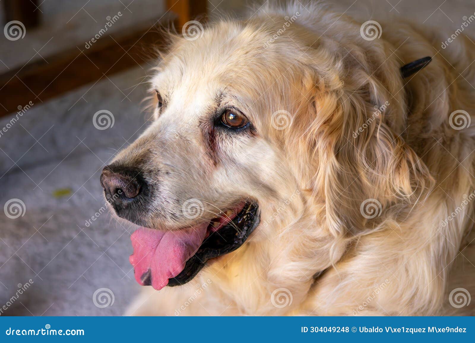 un perro golden retriever con la lengua fuera