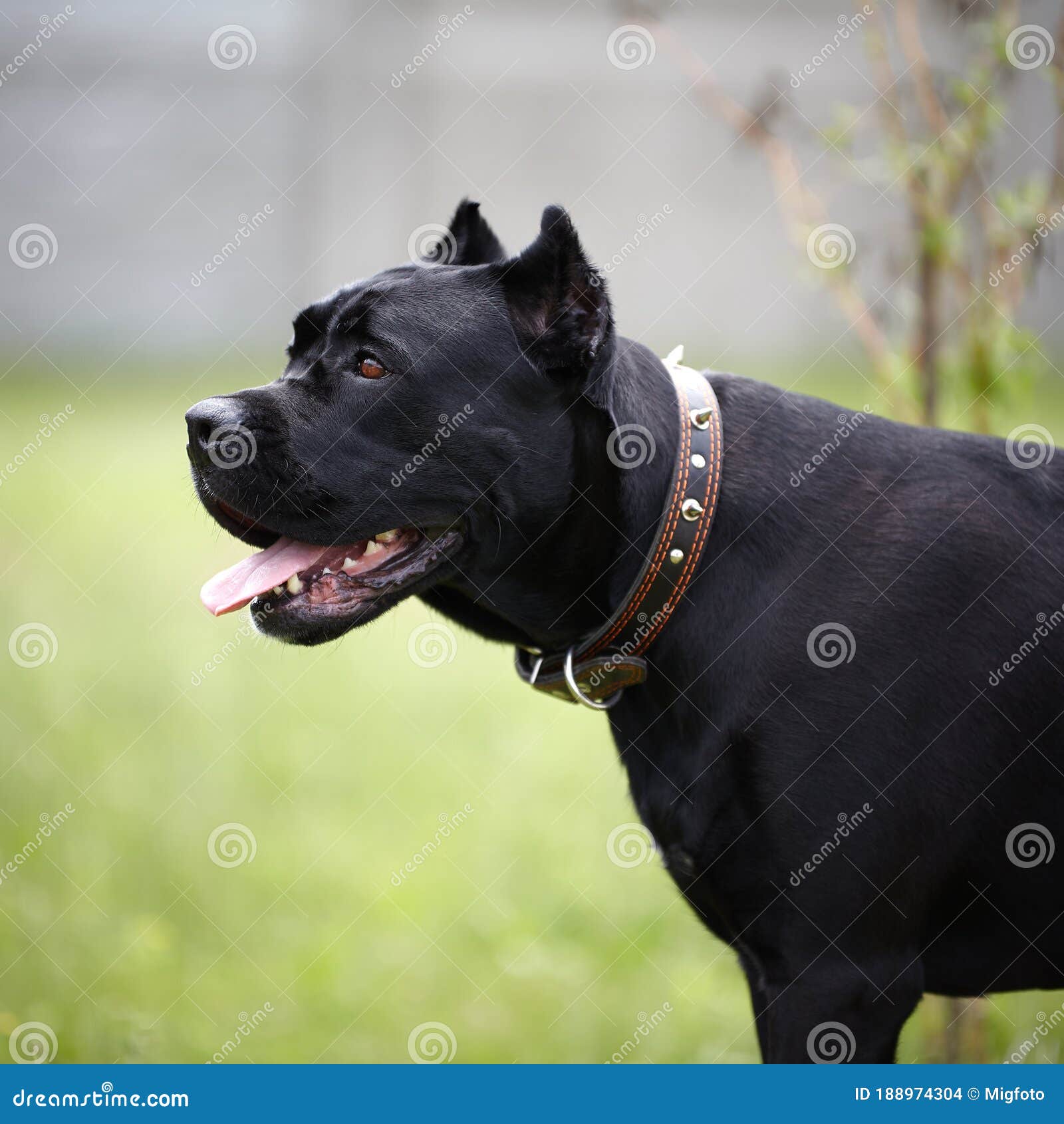 Perro grande negro. foto de archivo. Imagen de italiano - 188974304