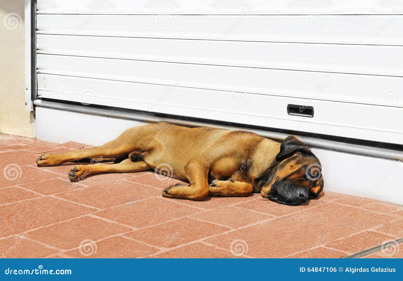 Perro Grande Que Duerme En La Puerta Foto de archivo - Imagen de