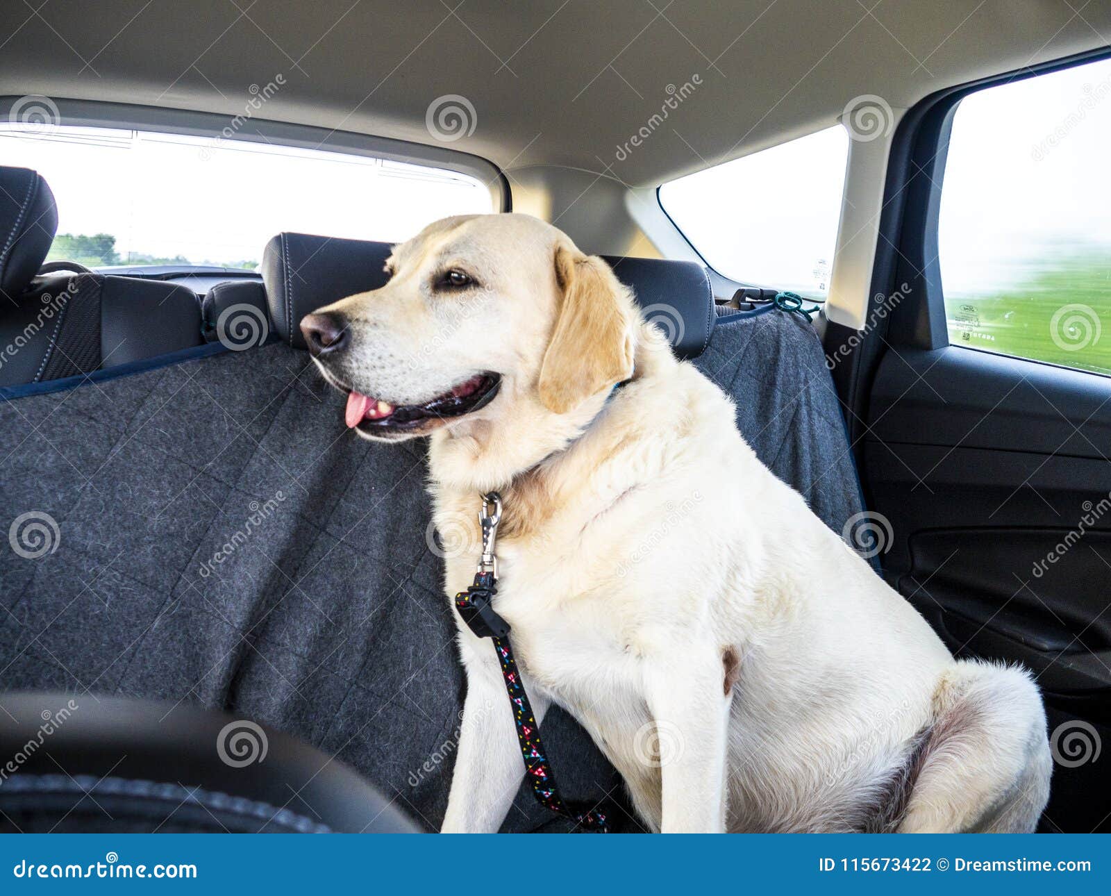 perro labrador con cinturÃÂ³n de seguridad en interior de un coche.