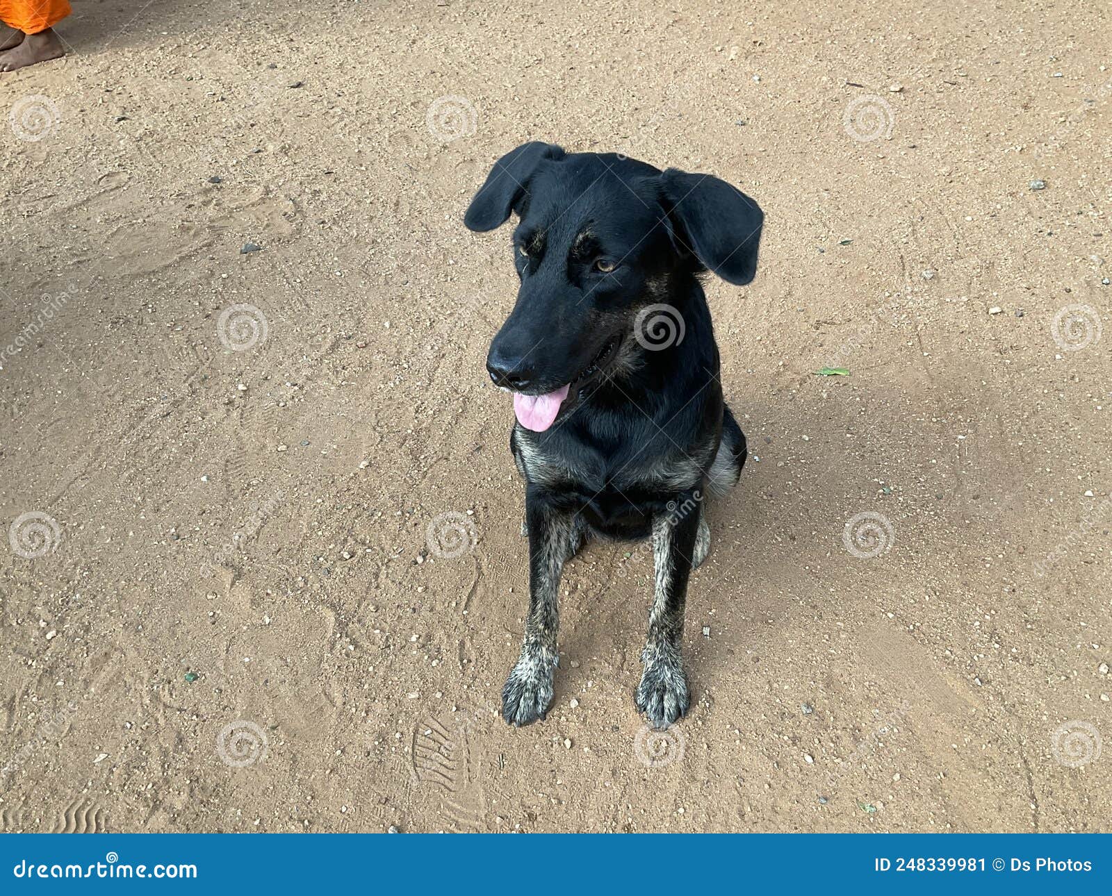 Perro Labrador De Sri Lankan Imagen de archivo Imagen de golpe