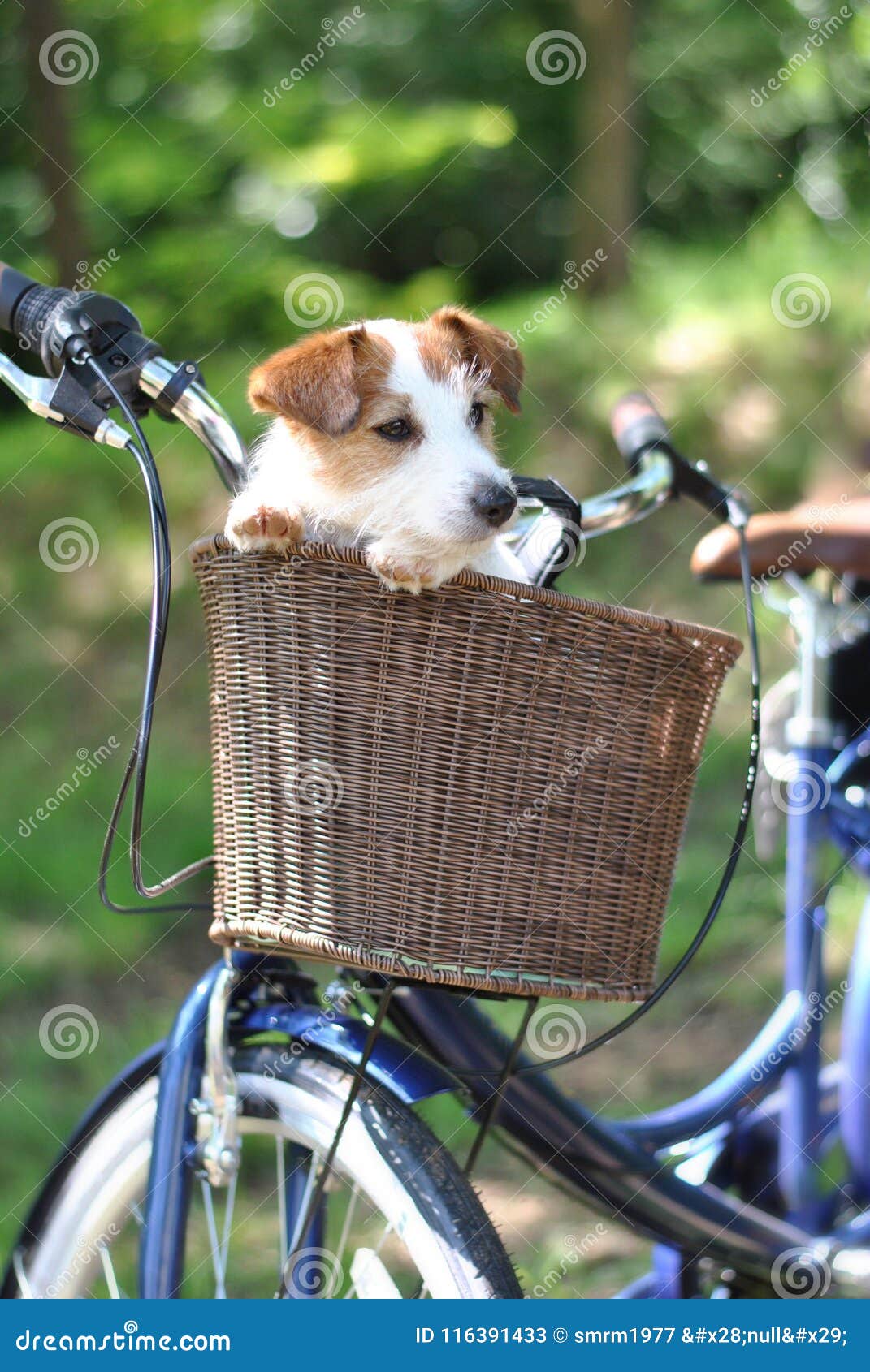 Cesta Perros Bicicletas