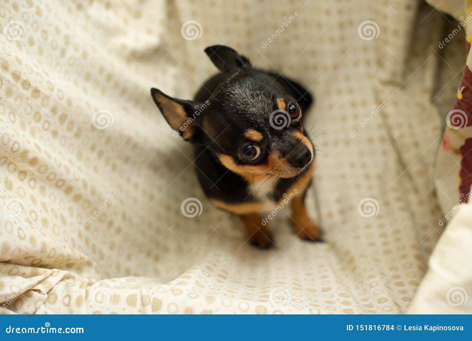 Perro Marron Bonito De La Chihuahua Color Negro Marron Blanco De La Chihuahua Foto De Archivo Imagen De Hierba Amigo