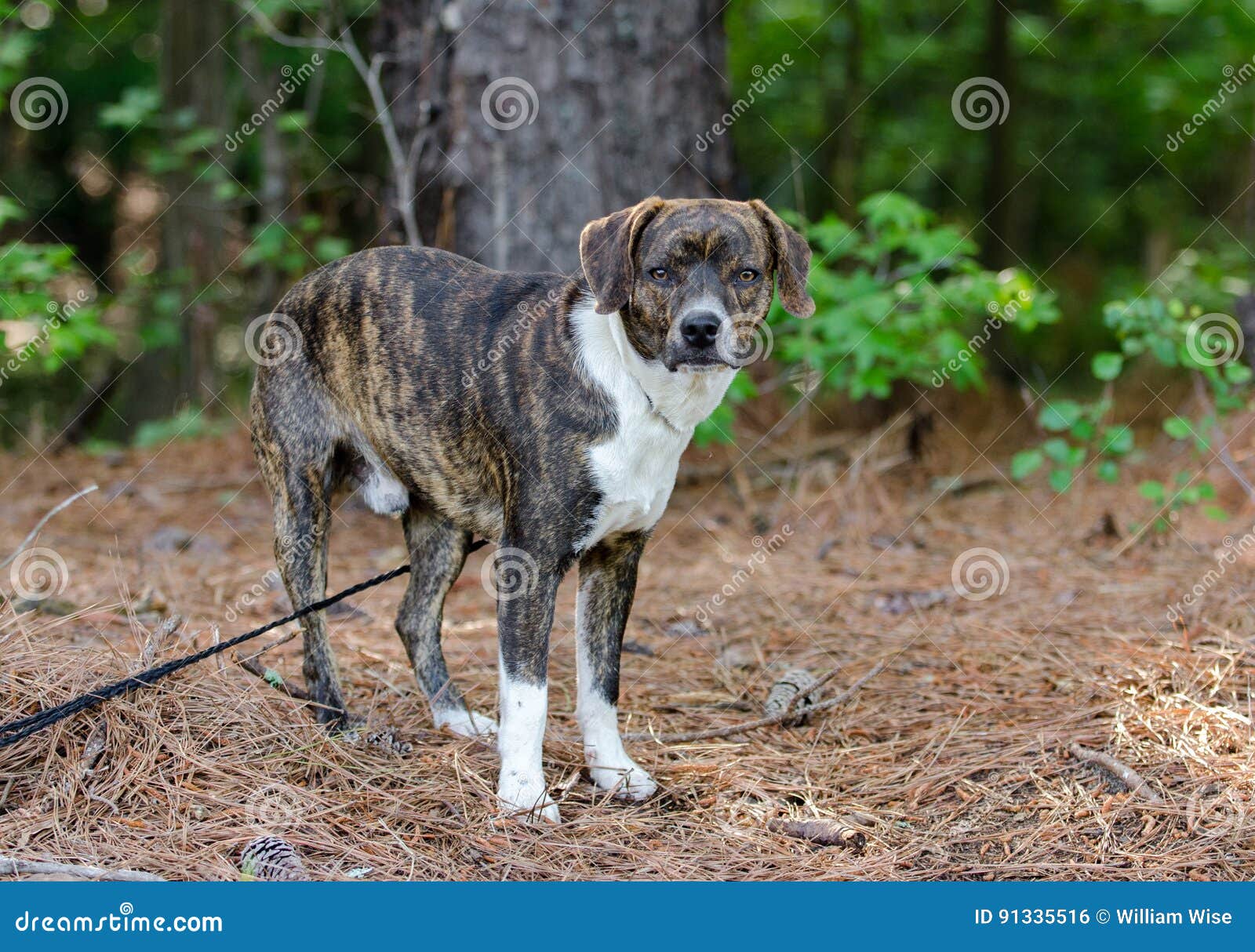 Perro Mezclado Beagle Berrendo De La Raza Foto de archivo - Imagen de ojos,  adopte: 91335516, image size:1600x1214