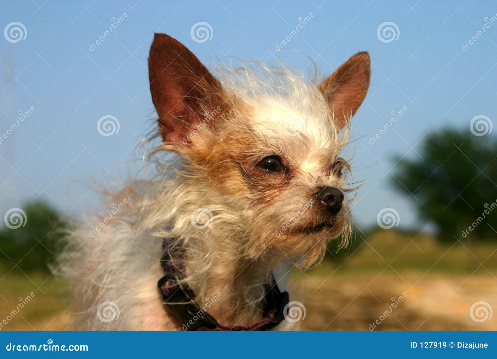 Perro mezclado de la casta imagen de archivo. Imagen de alarma - 127919