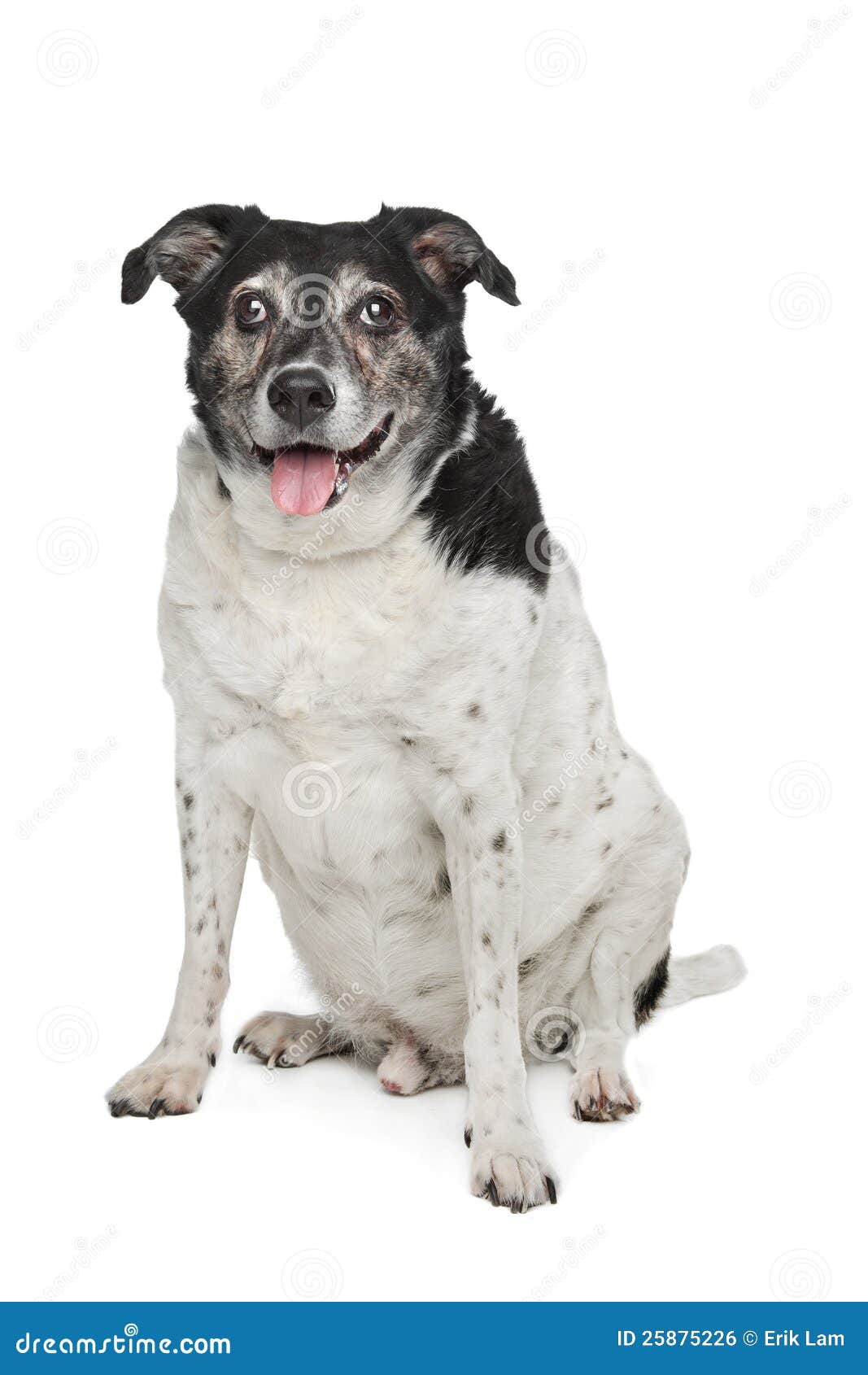 Perro mezclado de la casta delante de un fondo blanco