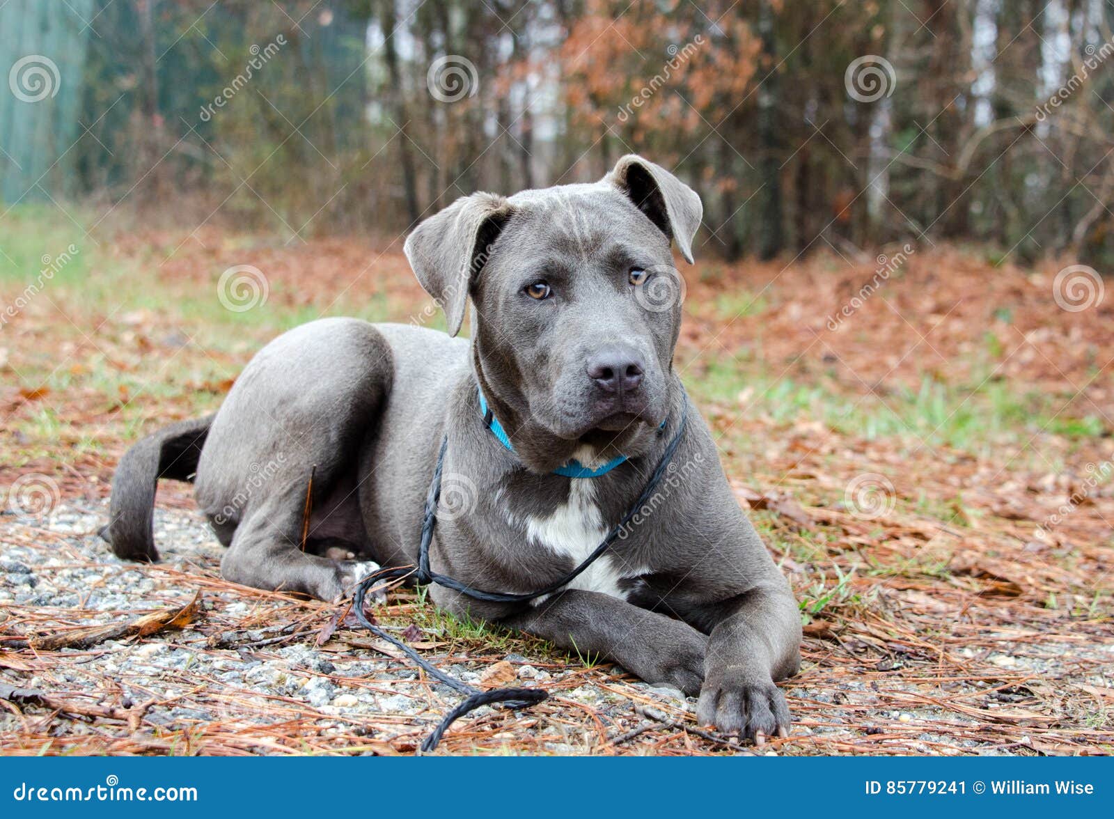 Perro Mezclado Dogo Azul De La Raza De Pitbull Imagen de archivo - Imagen  de azul, canino: 85779241, image size:1600x1176