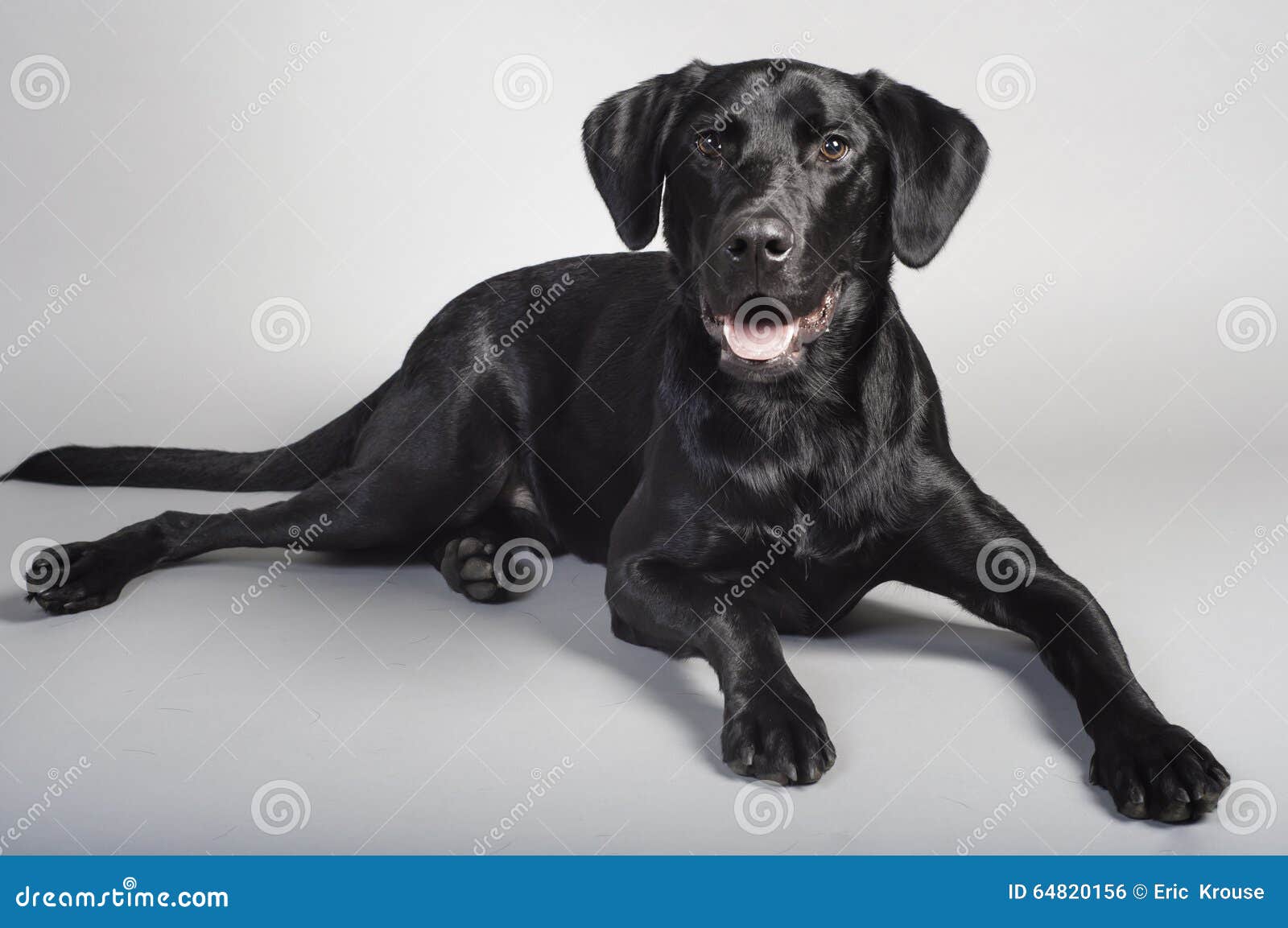 Perro Negro Del Perro Perdiguero De Laborador Foto de archivo - Imagen de  estudio, feliz: 64820156
