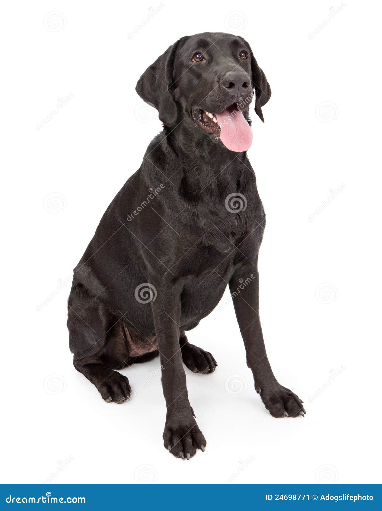 Perro Negro Del Perro Perdiguero De Labrador Imagen de archivo - Imagen de  animal, retrato: 24698771