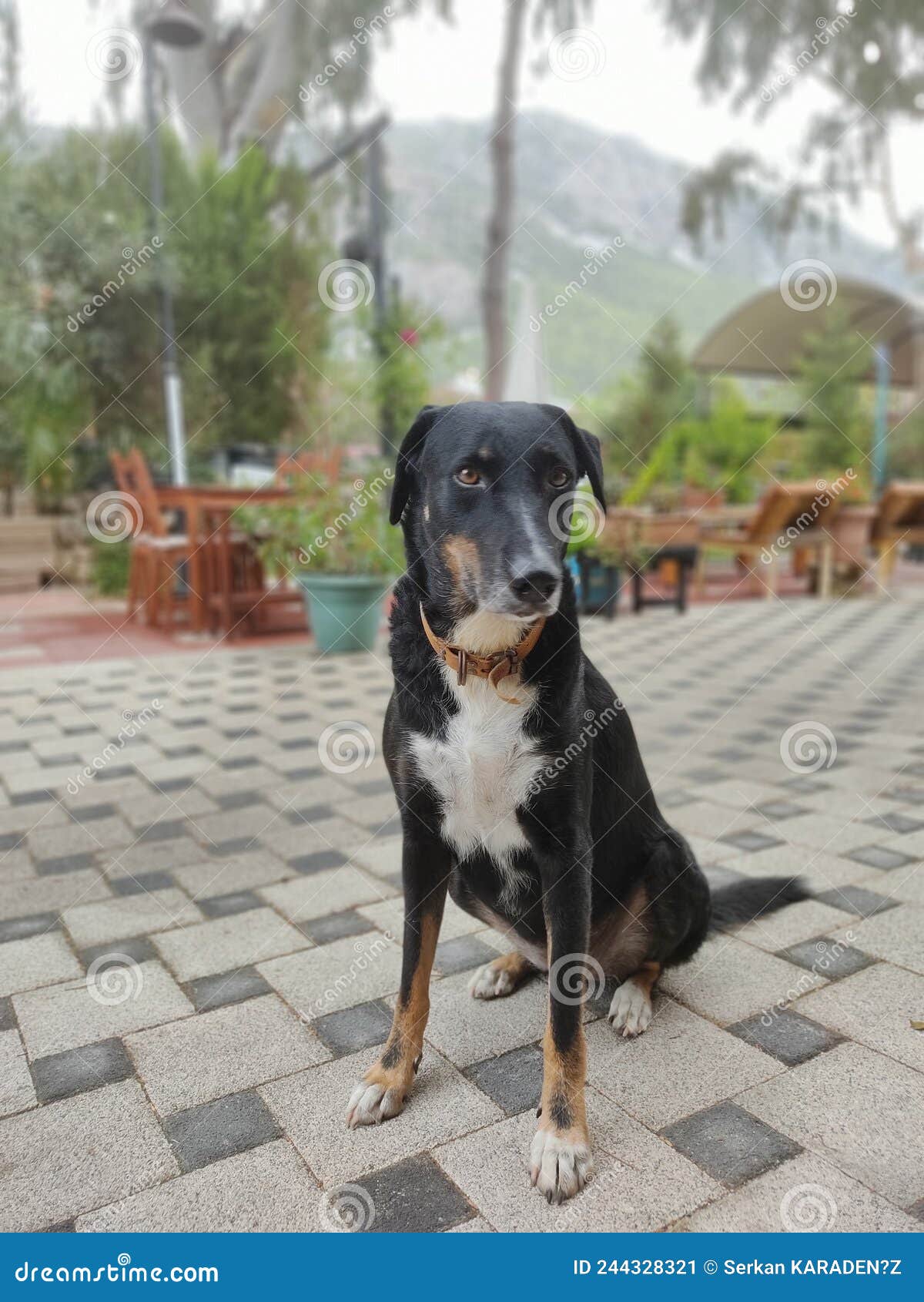 Perro negro en la calle imagen de archivo. Imagen de mascota 244328321