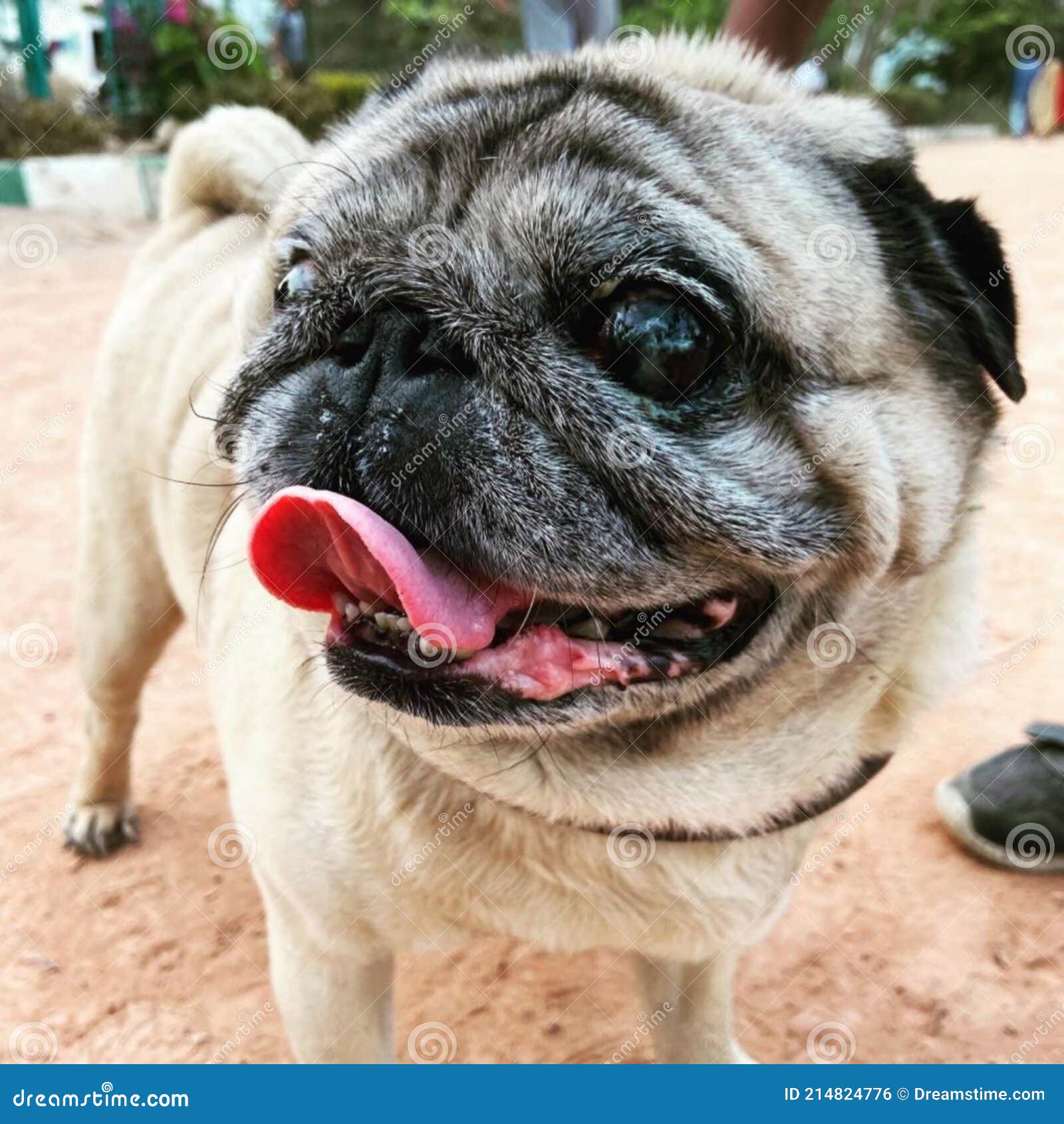 Perro Negro En La Carretera Foto de archivo Imagen de perro