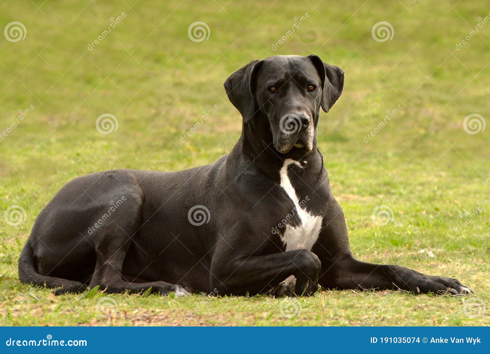 Perro negro grande foto de archivo. Imagen de perro - 191035074