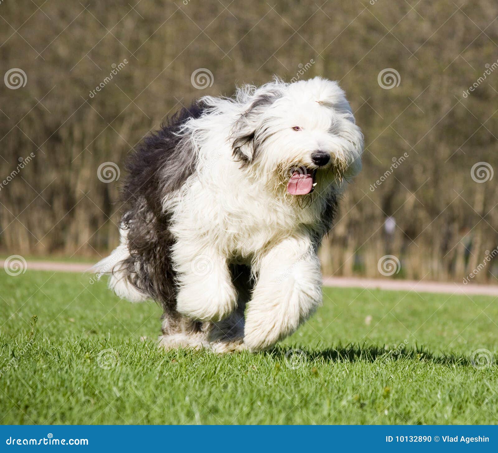 Viejo Pastor ingles corriendo Stock Photo