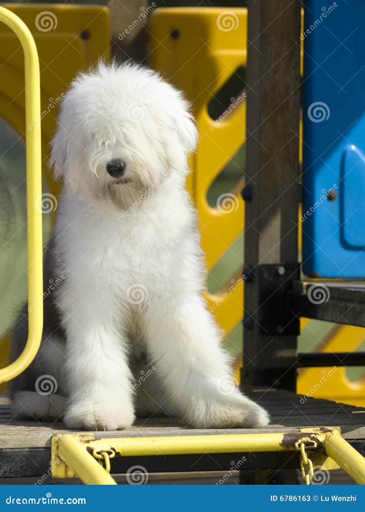  El Viejo Perro Pastor Ingles Mexican English Sheepdog