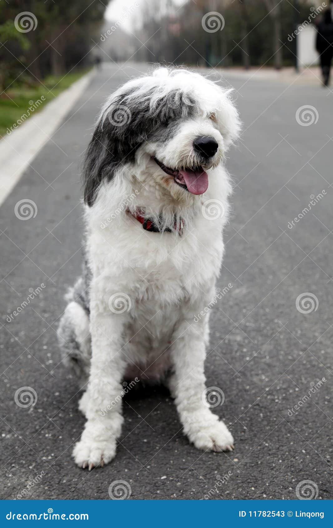 Bobtail Mira Hacia Adelante. Viejo Perro Pastor Inglés Se Encuentra En La  Hierba Fotos, retratos, imágenes y fotografía de archivo libres de derecho.  Image 85360913