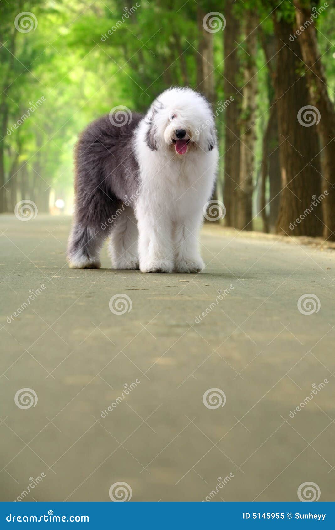 Perro pastor inglés viejo fotografías e imágenes de alta resolución - Alamy