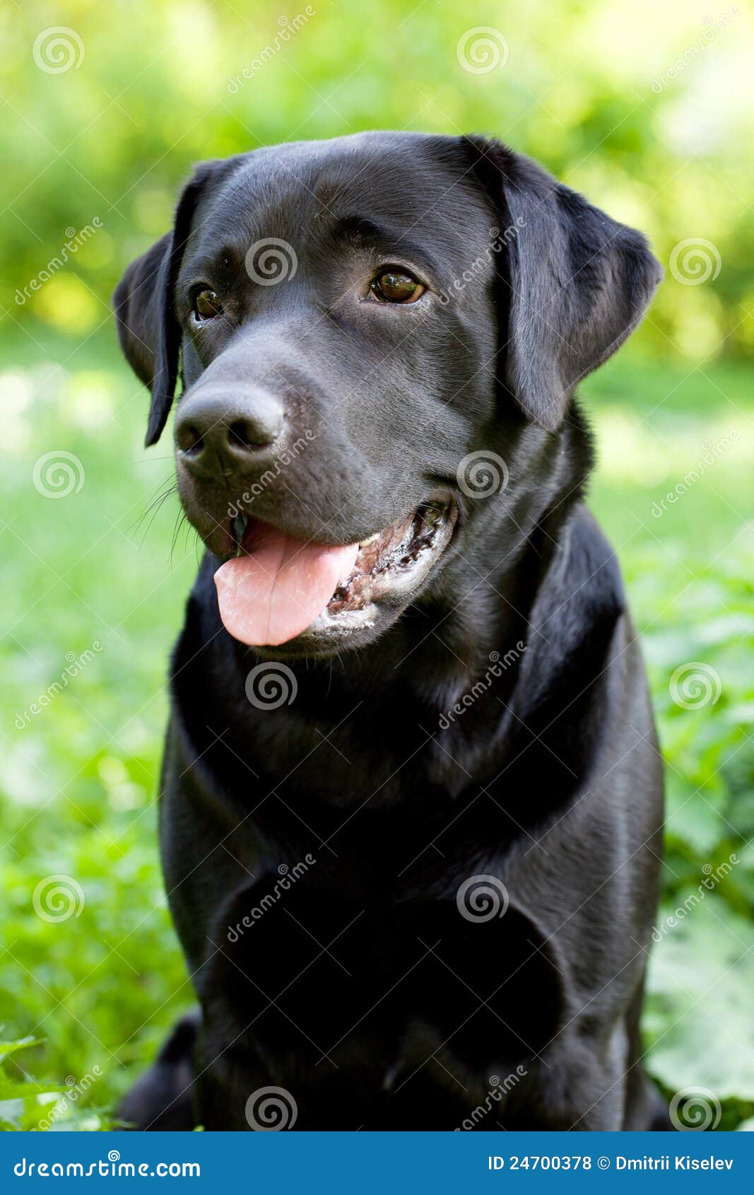 Perro Negro Del Perro Perdiguero De Laborador Foto de archivo - Imagen de  estudio, feliz: 64820156