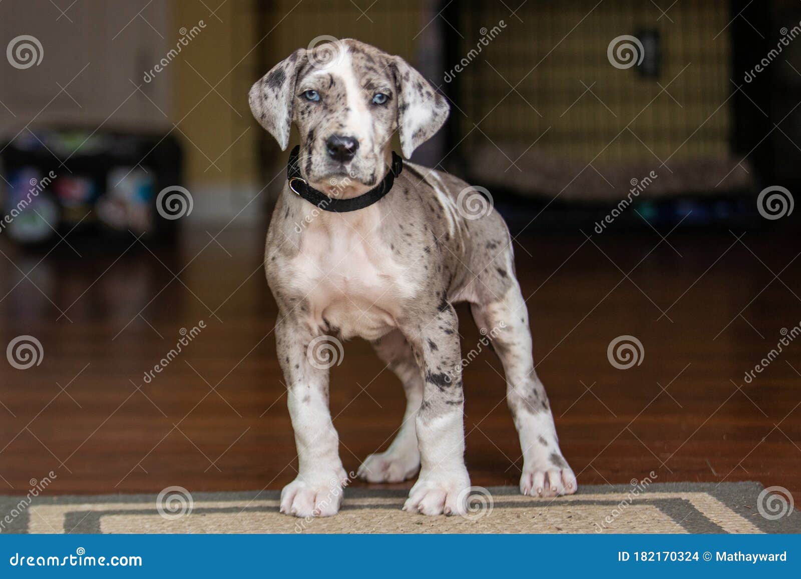 Perro perrito danés gris foto de archivo. Imagen de perrito - 182170324