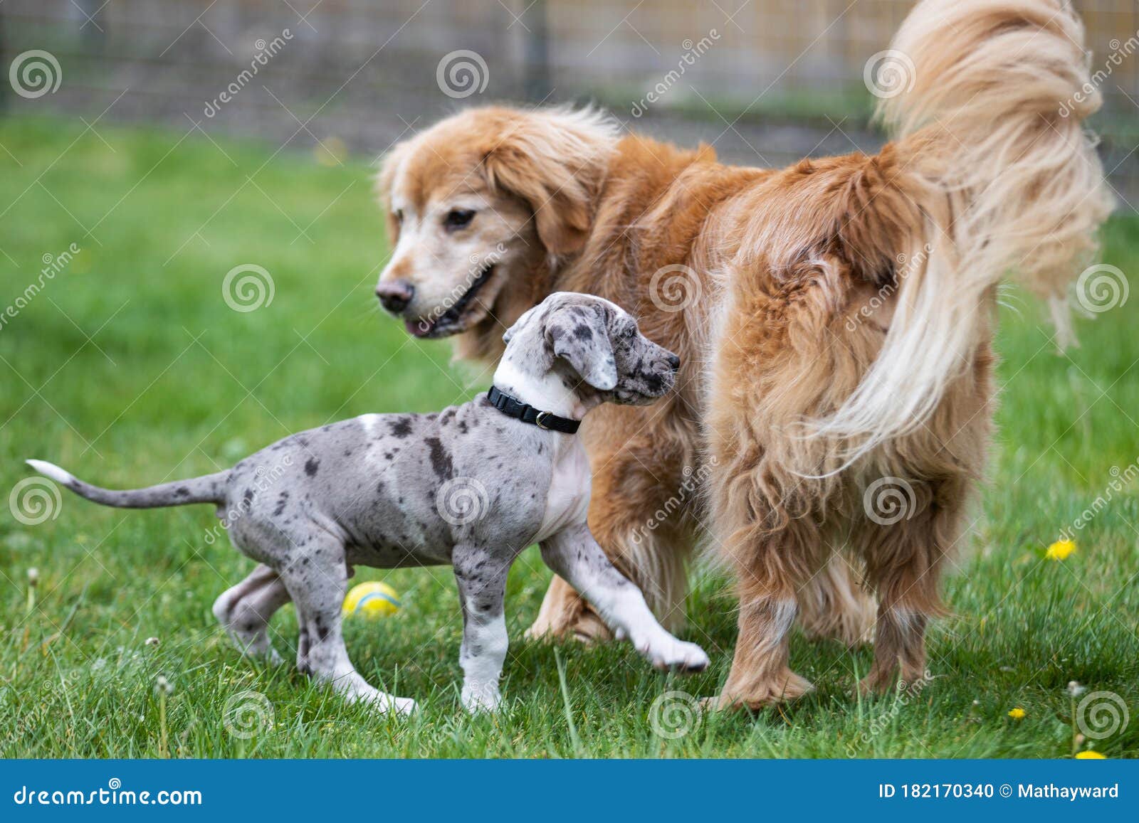 Perro perrito danés gris foto de archivo. Imagen de danés - 182170340