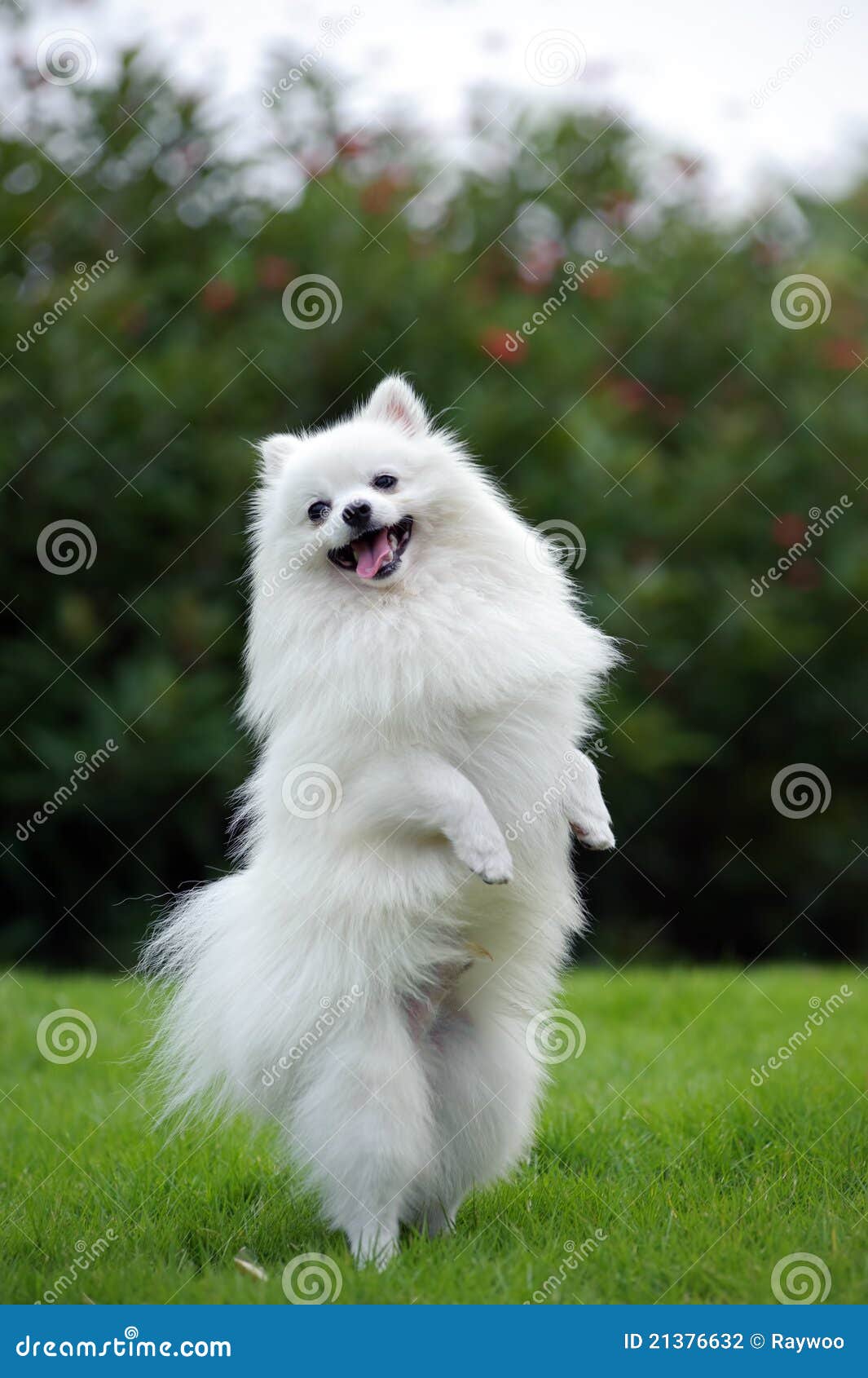 Mi pomerania es miniatura o de tamaño normal? : r/Pomeranians, image size:1065x1690