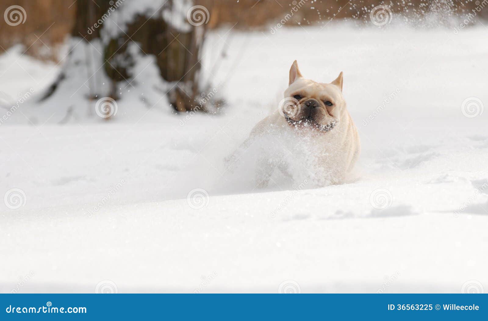Perro que corre en nieve imagen de archivo. Imagen de doméstico - 36563225, image size:1600x1052