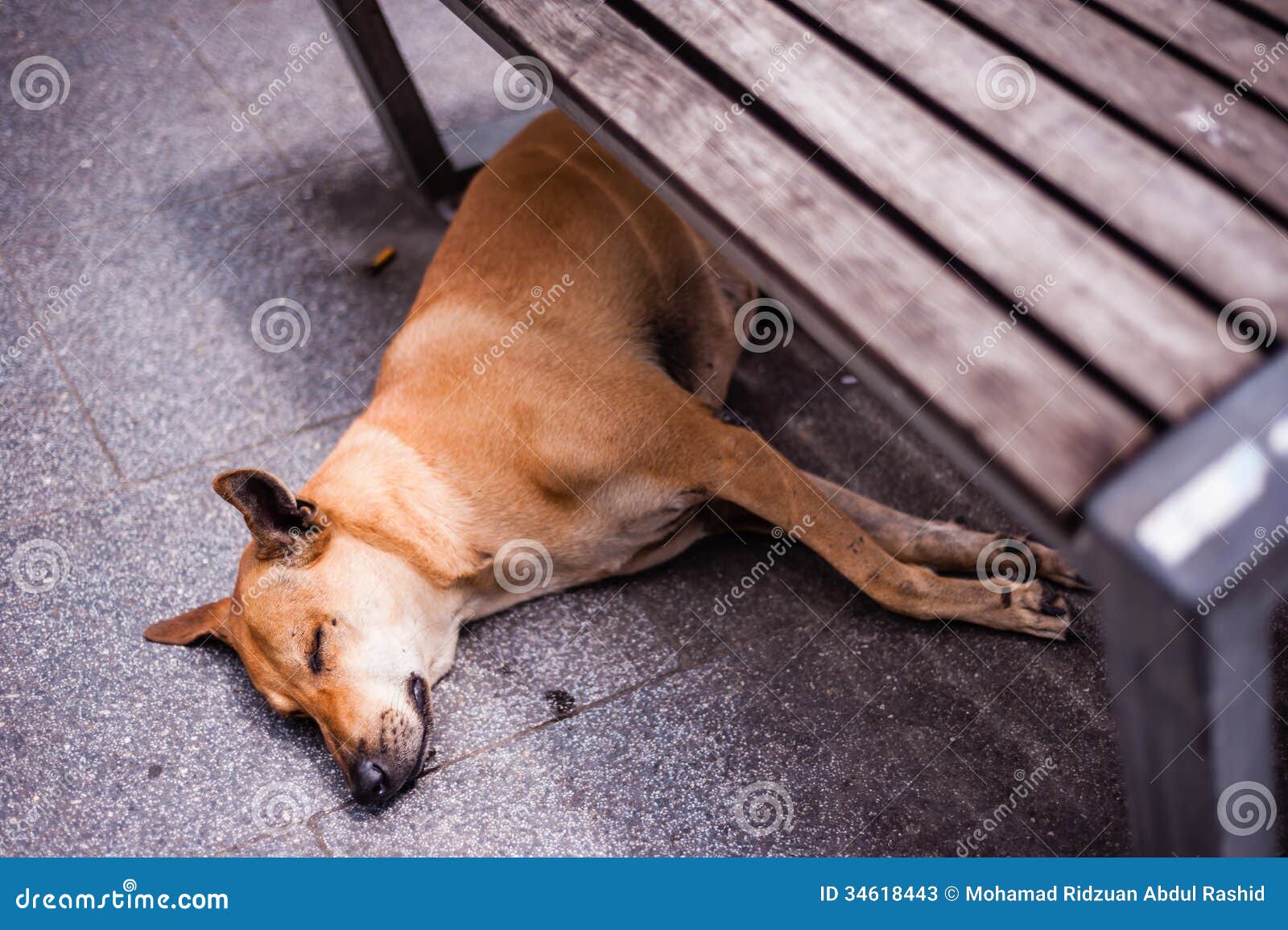 Perro Que Duerme Debajo De Banco Imagen de archivo Imagen de cansado