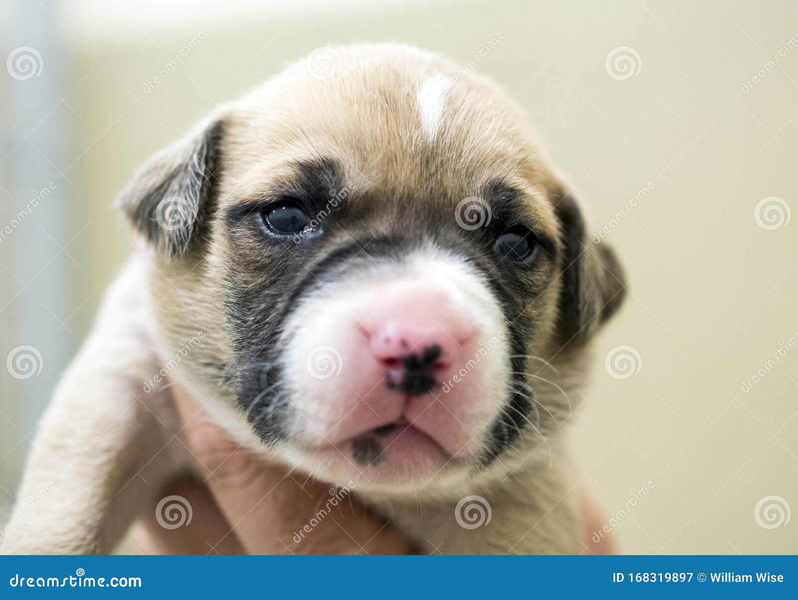 Perro Recien Nacido Para La Mezcla De Cachorros Boxer Imagen De Archivo Imagen De Casta Honestidad Perro Recien Nacido Para La Mezcla De Cachorros Boxer Imagen De Archivo Imagen De Casta Honestidad