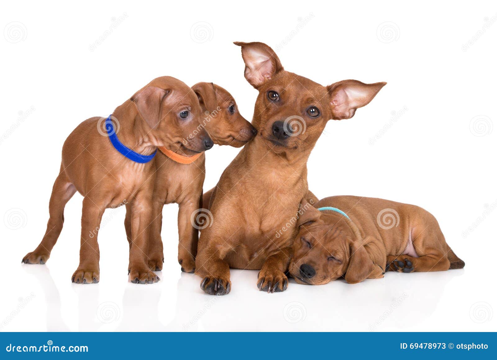 Perro Pinscher Miniatura Rojo Con Cachorros Imagen de archivo - Imagen de  adorable, aislado: 69478973, image size:1600x1158